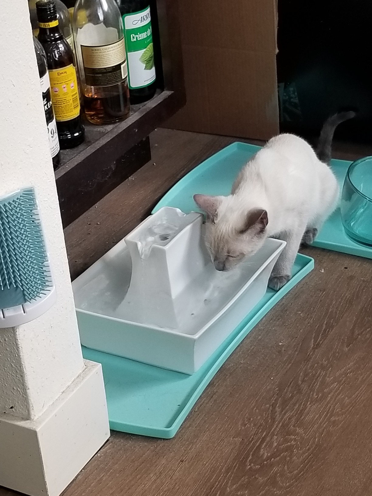 PetSafe Drinkwell Pagoda Fountain - Hygienic Ceramic Continuous Flowing Fountain - Elevated Upper Bowl & Double Free-Falling Stream Design - Minimalist Pet Hydration Station - 70 oz Capacity customer photo 2