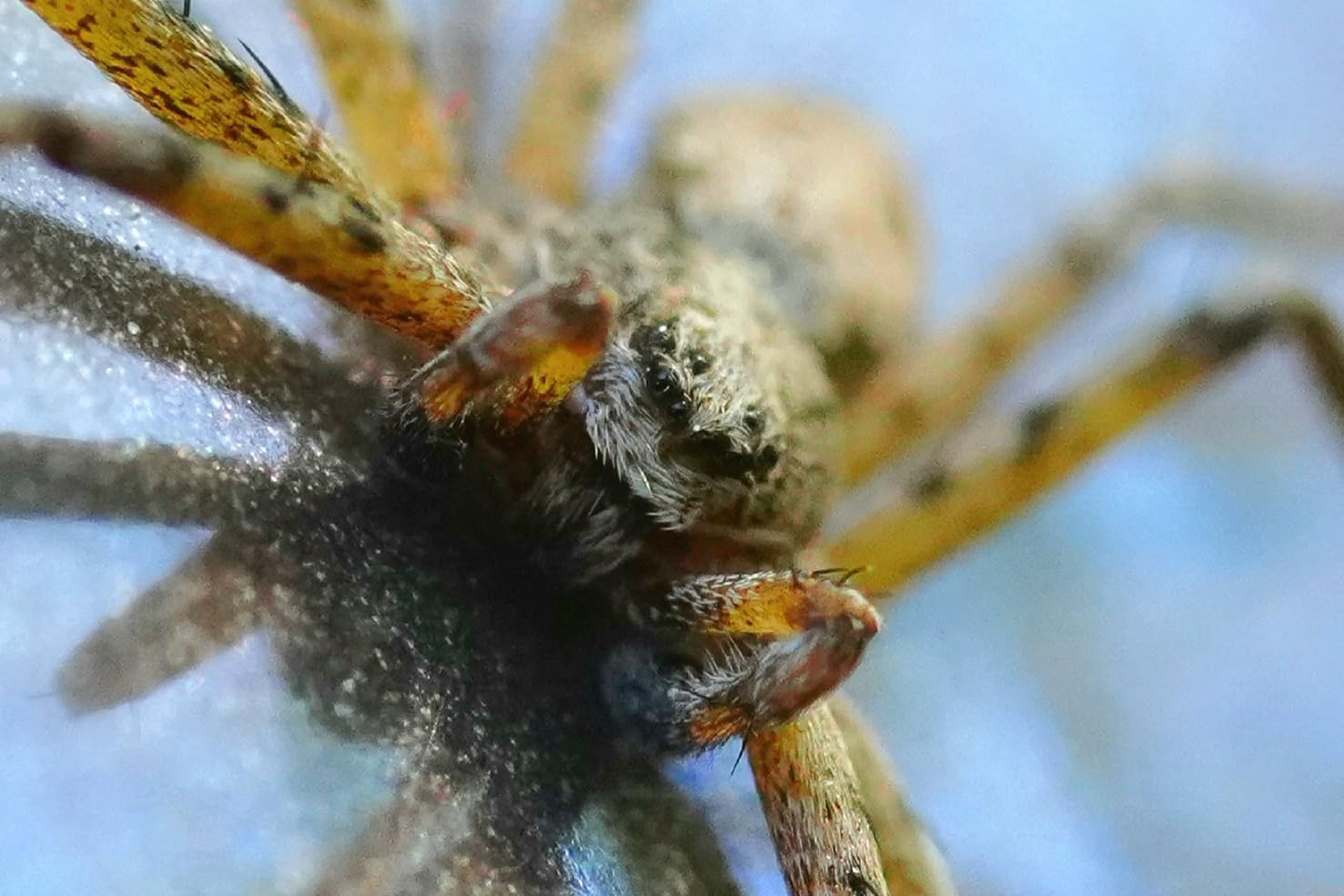 Sony FE 90mm f/2.8 Macro G OSS Lens (SEL90M28G) customer photo 1