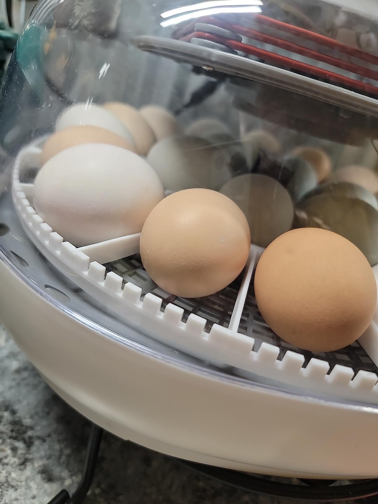 Harris Farms Nurture Right Egg Incubator for Hatching Chicks, Holds 12-22 Eggs, Automatic Turner with Temperature and Humidity Control, 360 Degree View customer photo 1