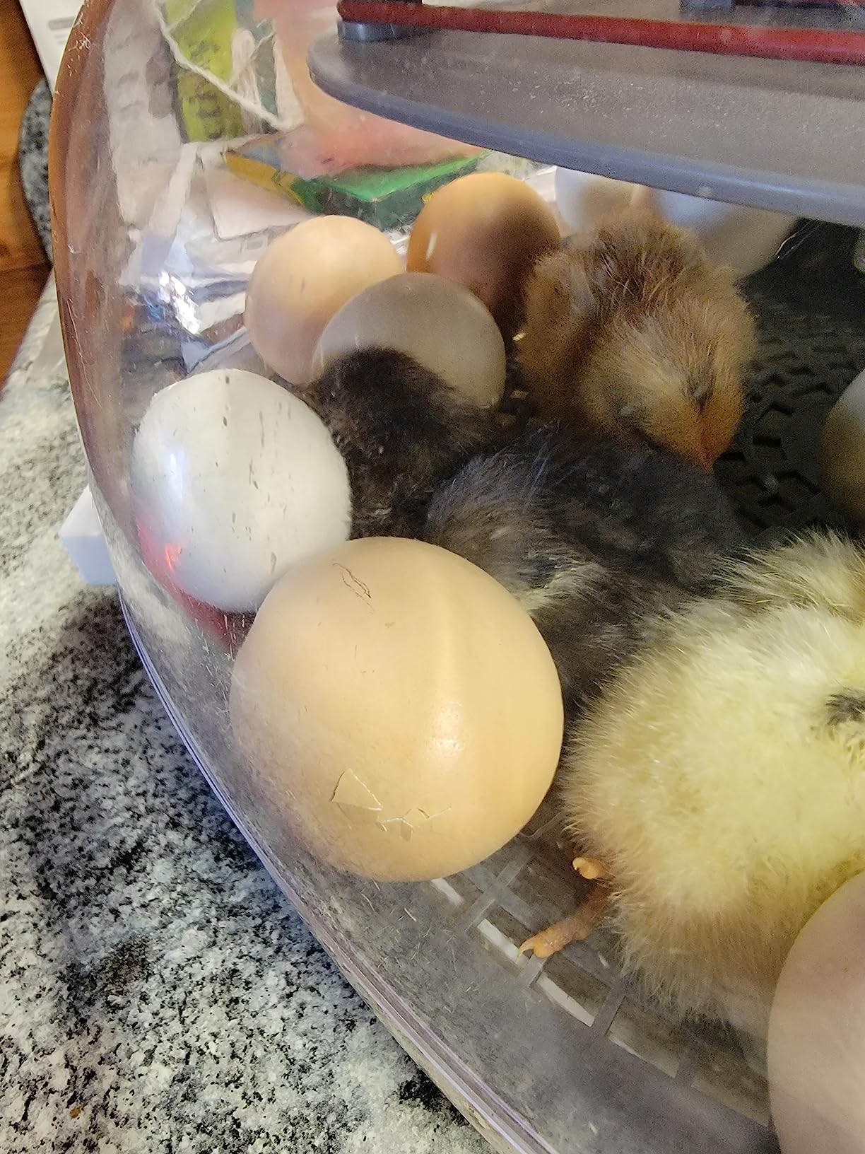 Harris Farms Nurture Right Egg Incubator for Hatching Chicks, Holds 12-22 Eggs, Automatic Turner with Temperature and Humidity Control, 360 Degree View customer photo 2