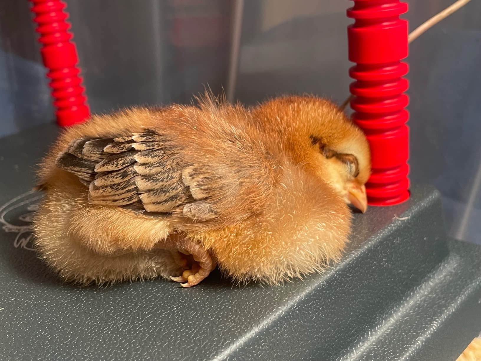 RentACoop 10x10 Adjustable Heating Plate with Bonus Foldable Anti-Roost Cone for up to 15 Chicks | Chick Brooder Heat Plate - Energy-Efficient 15-Watt Chick Heater - Safer Than Heat Lamps customer photo 2