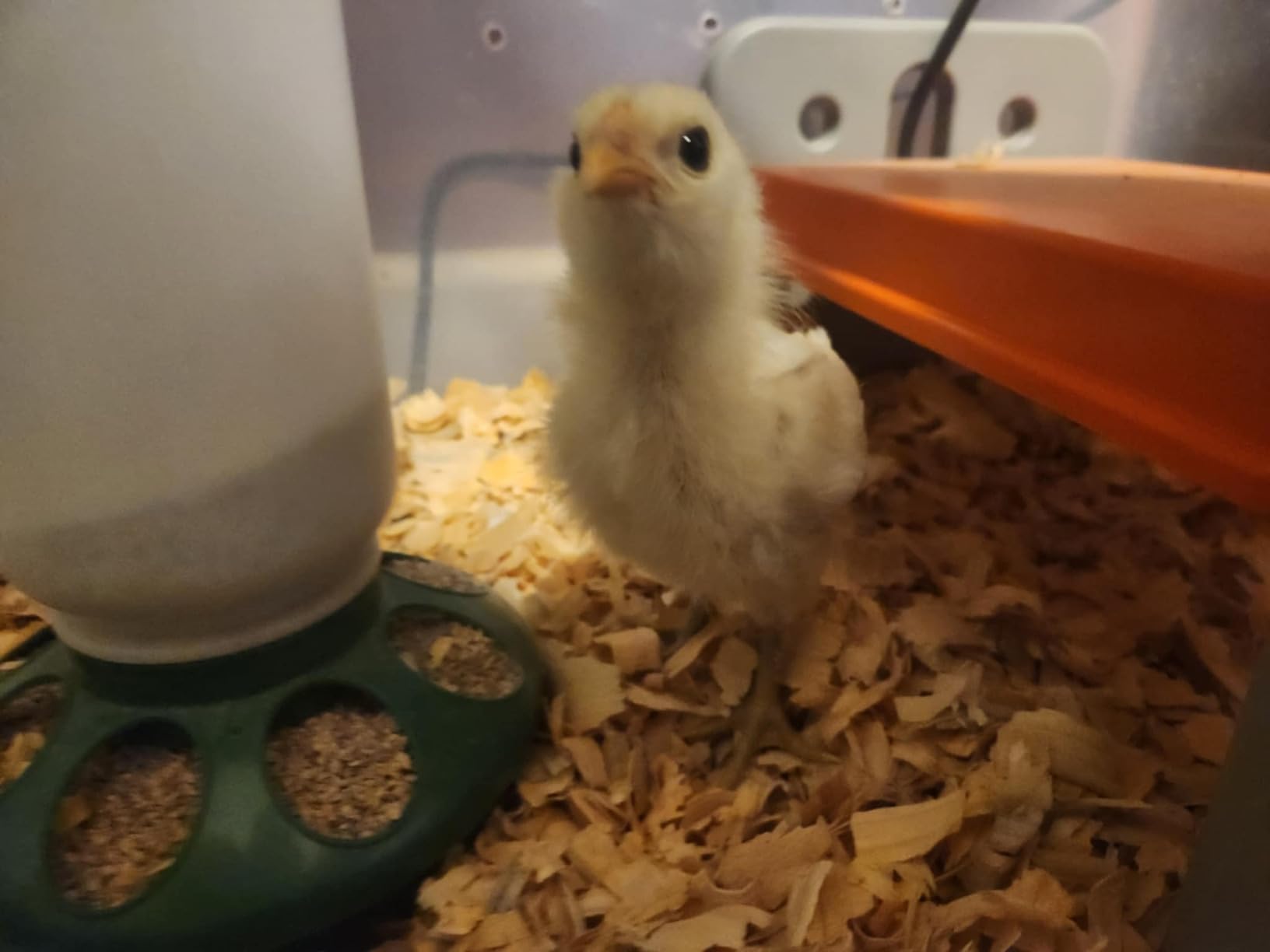 K&H Pet Products Chicken Brooder Heater for Chicks Ducklings, Adjustable Heating Plate for Brooder Boxes, Warms up to 15 Chicks, Chicken Coop Poultry Heating with Safety Light, Small 25 Watts customer photo 1