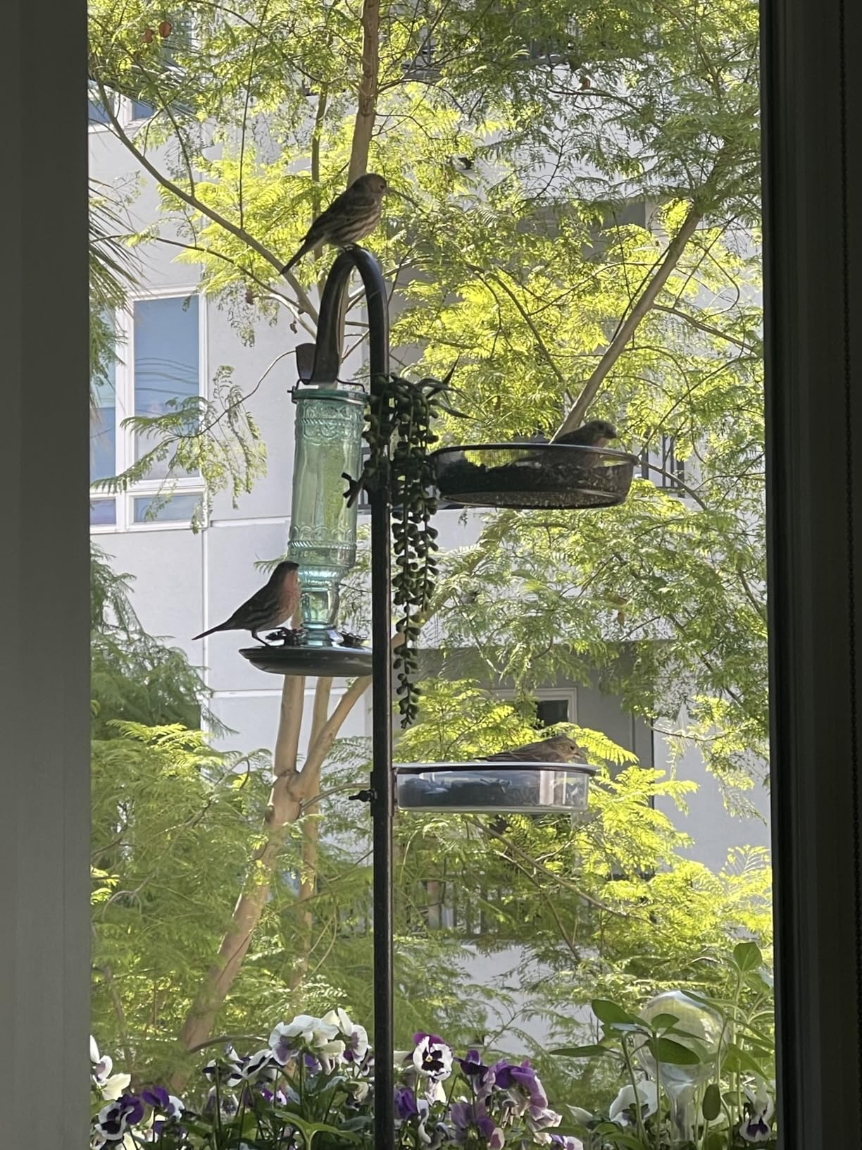 Bird Feeding Station Kit Pole Wild Bird Feeder Hanging Planter Hanger Multi Feeder Hanging with Metal Suet Feeder Bird Bath for Attracting Wild Birds customer photo 2
