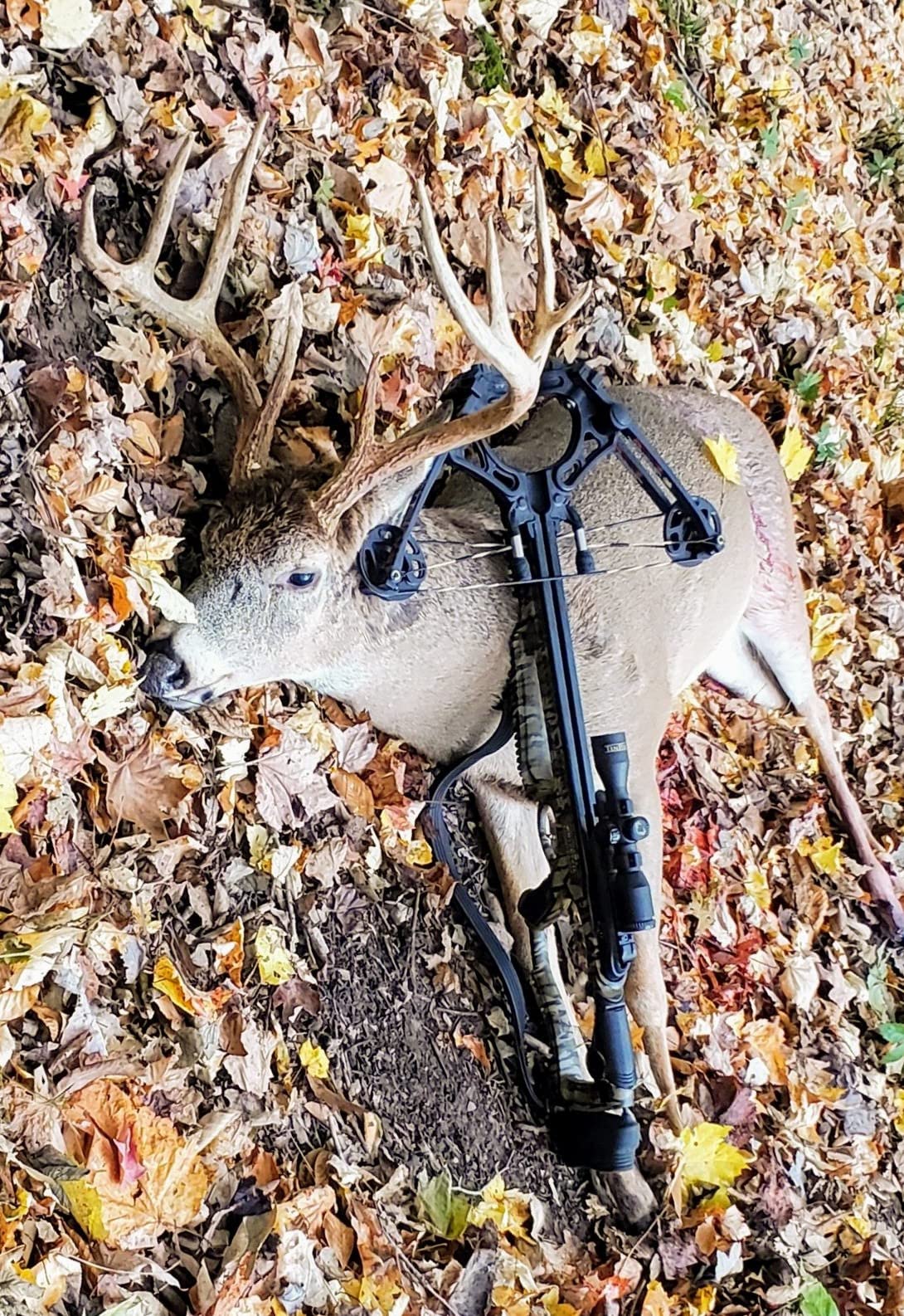 Barnett Whitetail Series Crossbow Package customer photo 2