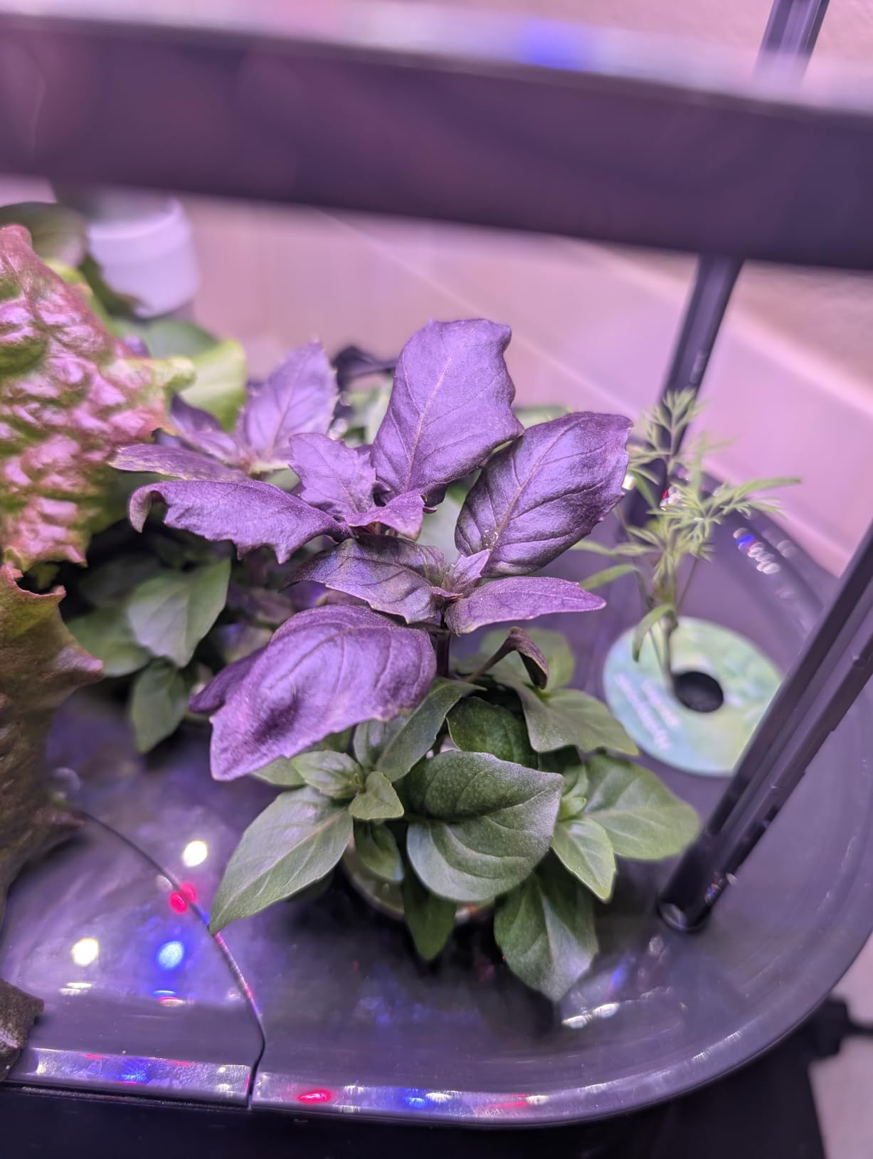 Bounty Basic - Indoor Garden with LED Grow Light, Black customer photo 1