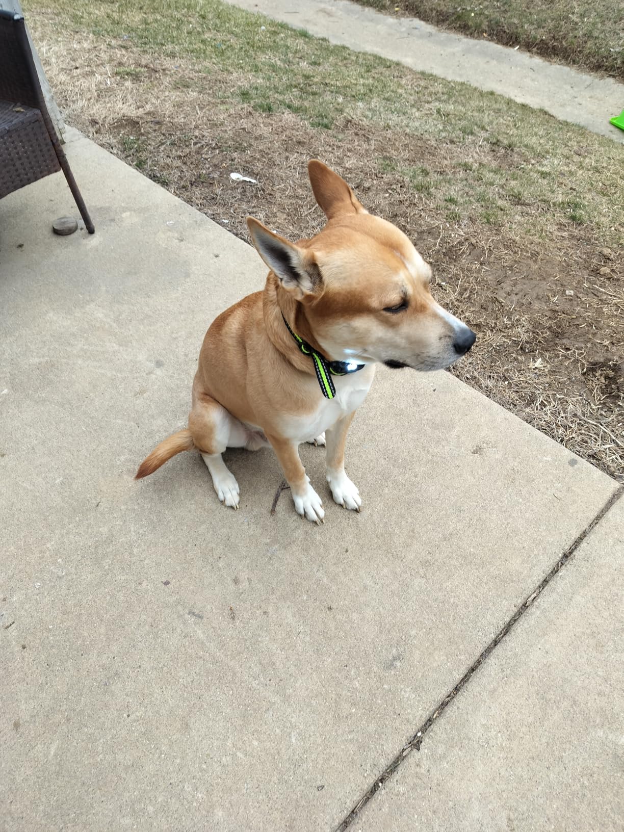 Dog Training Collar with 7 Training Modes, 4200Ft Remote Electronic Dog Shock Collar, Electric Shock Collar for Small Medium Large Dogs (Green) customer photo 2