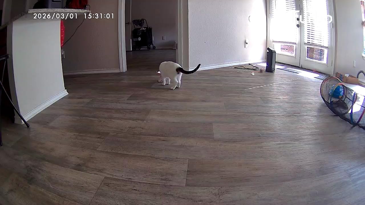 Furbo 360 Dog Camera: Pet Security Cam w/Barking Alerts, Rotating View, Treat Toss w/Phone App, Smart Home Puppy Monitoring, 2-Way Speaker, No Subscription Needed customer photo 1