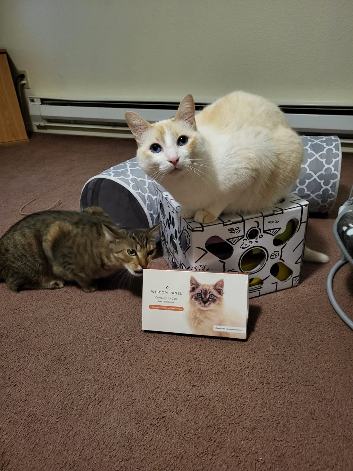 Wisdom Panel Complete: Comprehensive Cat DNA Test kit for 45 Health Genetic Health Conditions, 70+ Breeds and populations, 25+ Traits, Blood Type - Pack of 2 customer photo 2
