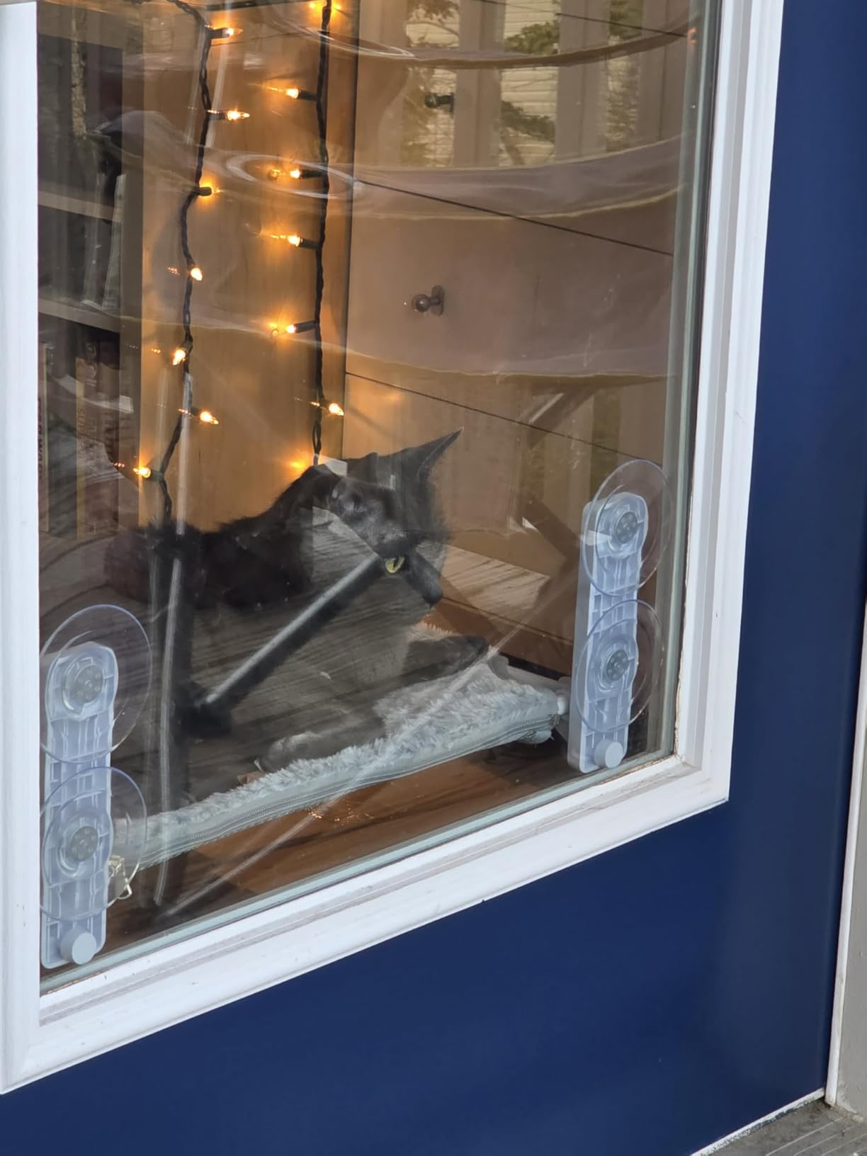 AMOSIJOY Cordless Cat Window Perch, Cat Hammock for Wall with 4 Suction Cups, Anchor&Screw for Two Ways of Installation, Solid Metal Frame and Reversible Cover, Foldable Cat Beds for Indoor Cats customer photo 1