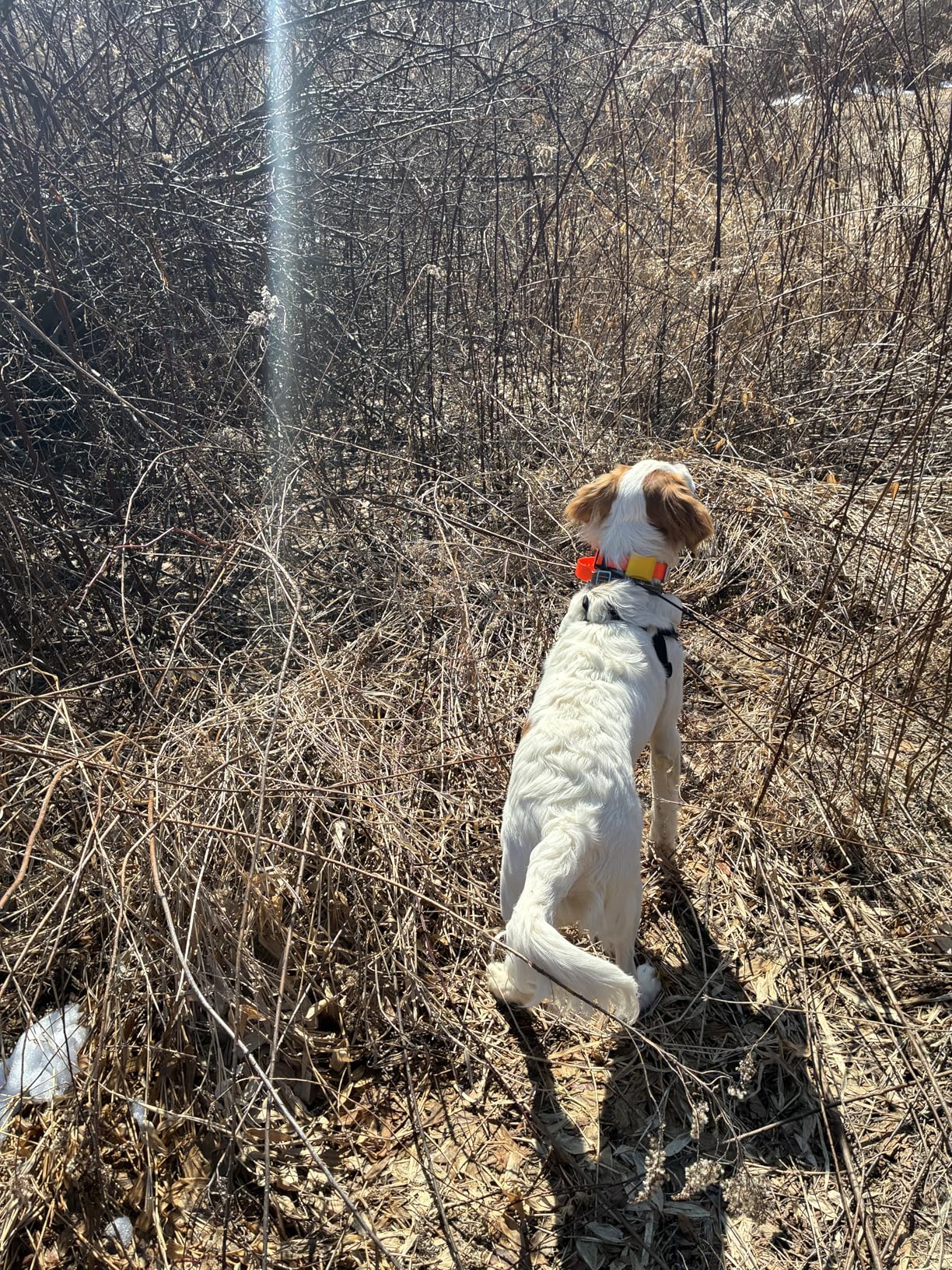 Dogtra Pathfinder 2 GPS Dog Tracker eCollar (9 Mile) customer photo 1
