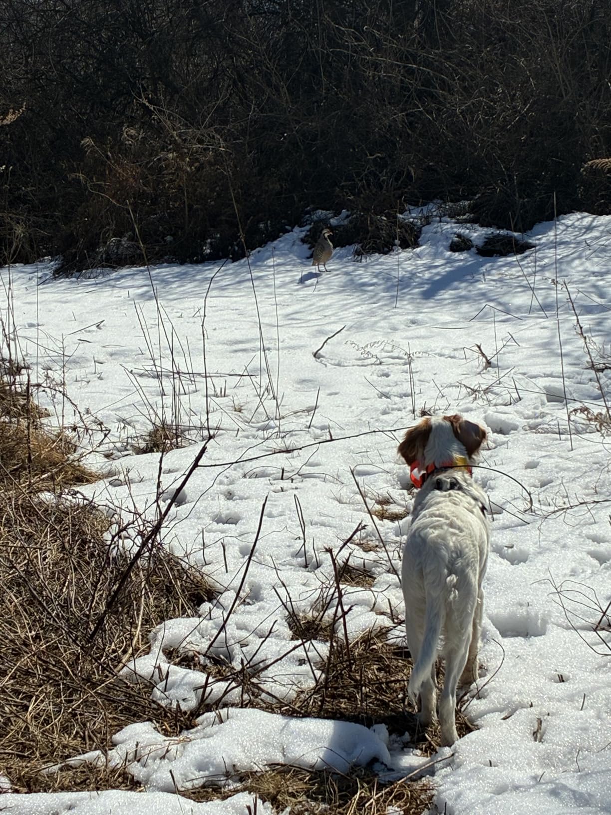 Dogtra Pathfinder 2 GPS Dog Tracker eCollar (9 Mile) customer photo 2