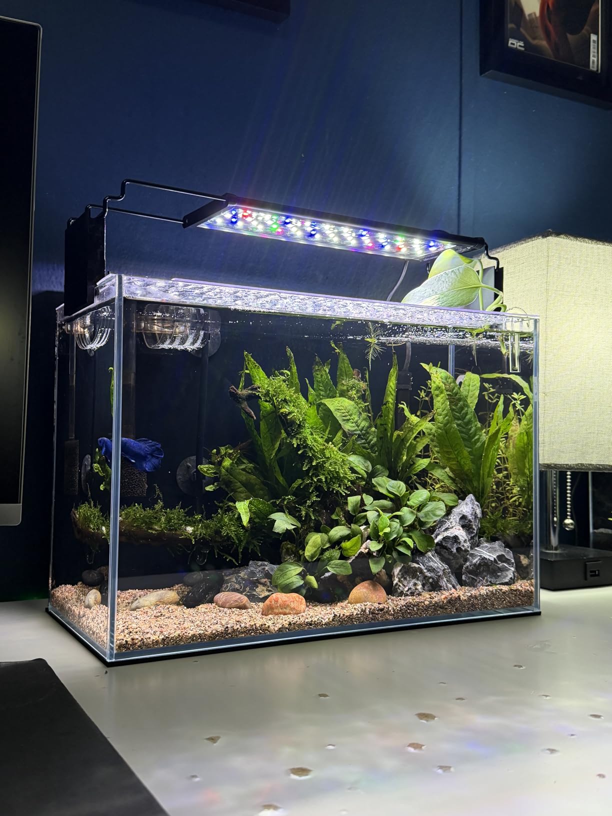 SEAOURA 24/7 Mode Led Aquarium Light for Plants Growth-Full Spectrum Fish Tank Light with Timer, Auto On/Off, 7 Colors, Adjustable Brightness, for 12 to 18 Inch Freshwater Tank customer photo 2
