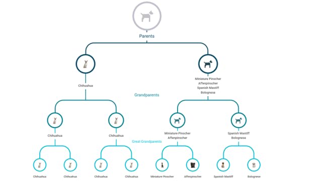 DNA Test for Dogs Starter - (Breeds and Traits Reports) - Updates at no cost customer photo 1