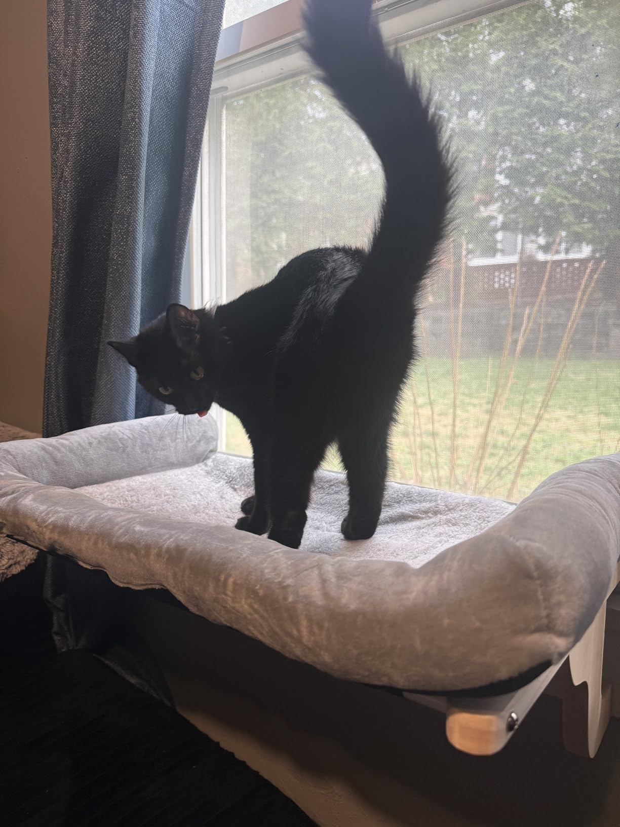 Zakkart Cat Perch for Window Sill with Bolster - Orthopedic Hammock Design with Premium Hardwood & Robust Metal Frame - Cat Window Seat for Large Cats and Kittens - Dark Stained Wood Gray Bed, 24''W customer photo 1