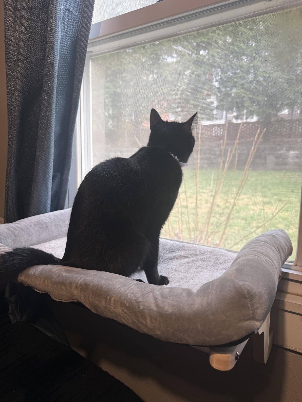 Zakkart Cat Perch for Window Sill with Bolster - Orthopedic Hammock Design with Premium Hardwood & Robust Metal Frame - Cat Window Seat for Large Cats and Kittens - Dark Stained Wood Gray Bed, 24''W customer photo 2