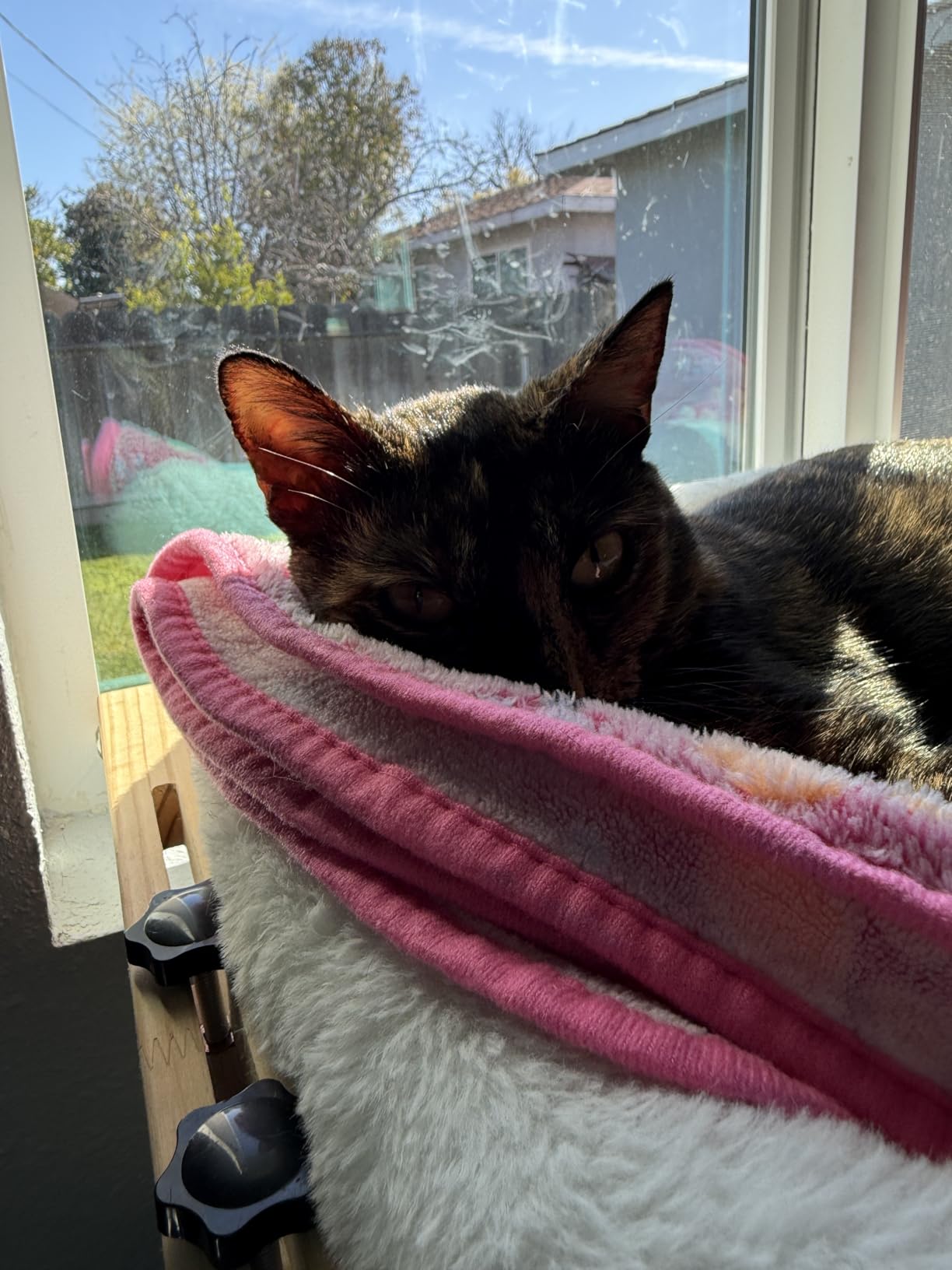 AMOSIJOY Cat Sill Window Perch Sturdy Hammock Seat with Cushion Bed Cover, Wood & Metal Frame for Large Cats, Easy to Adjust Windowsill, Bedside, Drawer and Cabinet (L) customer photo 2