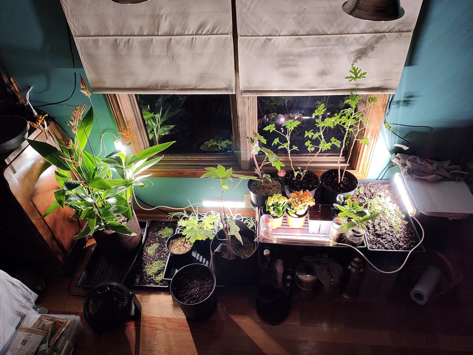 Spider Farmer Glow30 LED Grow Lights Kits, Sunlike Full Spectrum Integrated Plant Waterproof Growing Lamp Supplemental Bars for Grow Tent Indoor Greenhouse Plant Seedling Veg Flower, 4-Pack customer photo 1