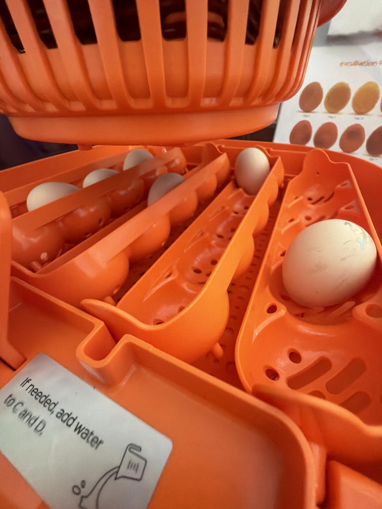 Chickcozy 25 Egg Incubator, Automatic Egg Turner with Thermometer Seat and Humidity Control, Egg Candler, 360 View with Clear Window, Incubators for Hatching Chicks (Sunlit Orange) customer photo 2
