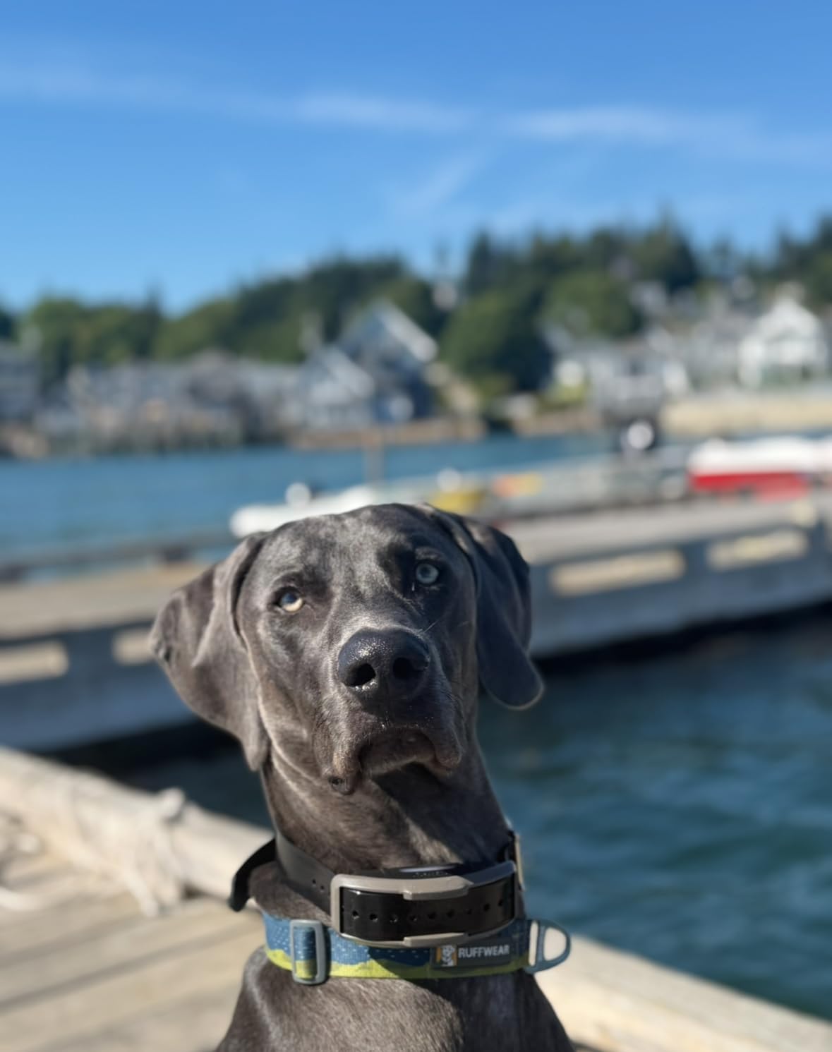 Dogtra 1900X E-Collar with Remote [New Edition] 35 lbs+, 3/4 Mile Range, LED Light, 100 Levels of Precise Control for Stubborn Dogs, Waterproof, Boost for Quick Recall, Vibration, Safety Lock & Tone customer photo 2