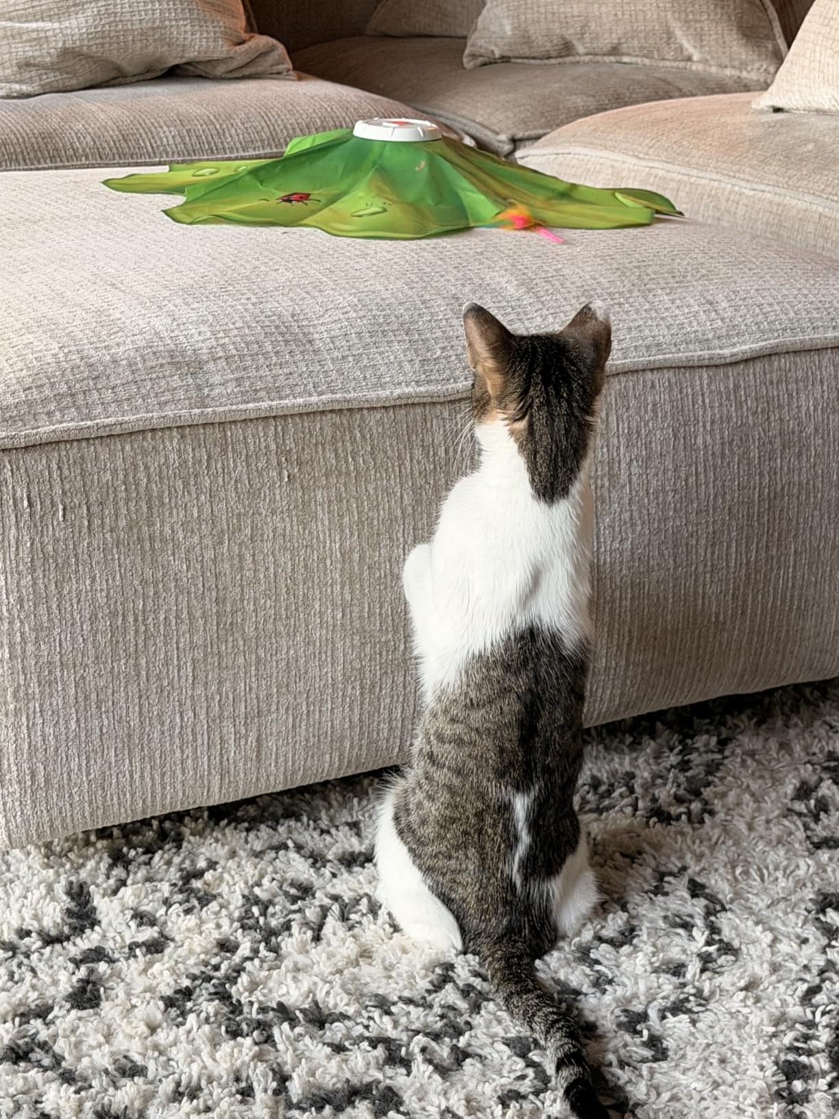 FEELNEEDY Rechargeable Cat Toys, 2 in 1 Hide and Seek Game Interactive Cat Toy, Movable LED Red Dot, Moving Concealed Feathers, Durable Exercise Toys for Indoor Cats, Bored Adult Cats Wand Toy customer photo 1