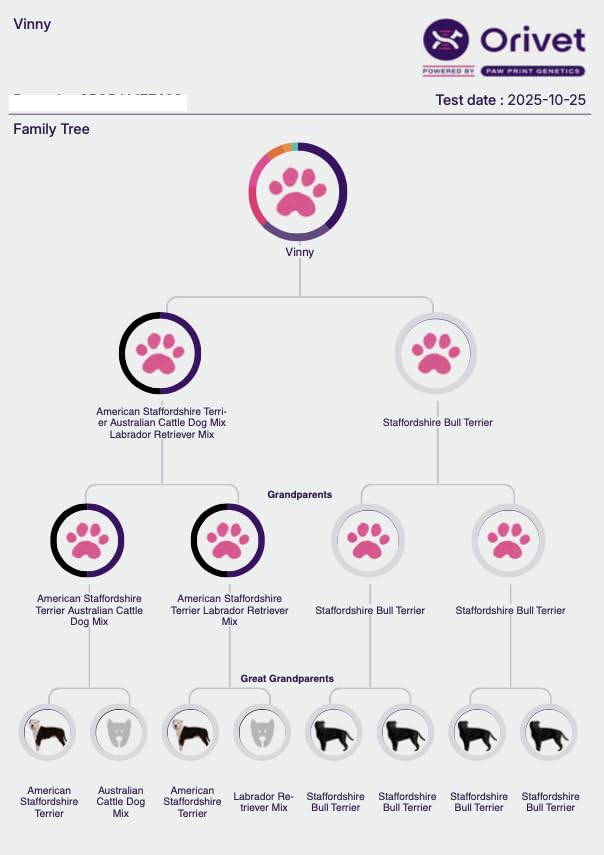 ORIVET Dog DNA Test Kit - Comprehensive Dog DNA Test Kit for Over 330+ Breed Identification | At Home Dog DNA Kit with Canine Genetic Testing & Life Plan Genopet customer photo 1