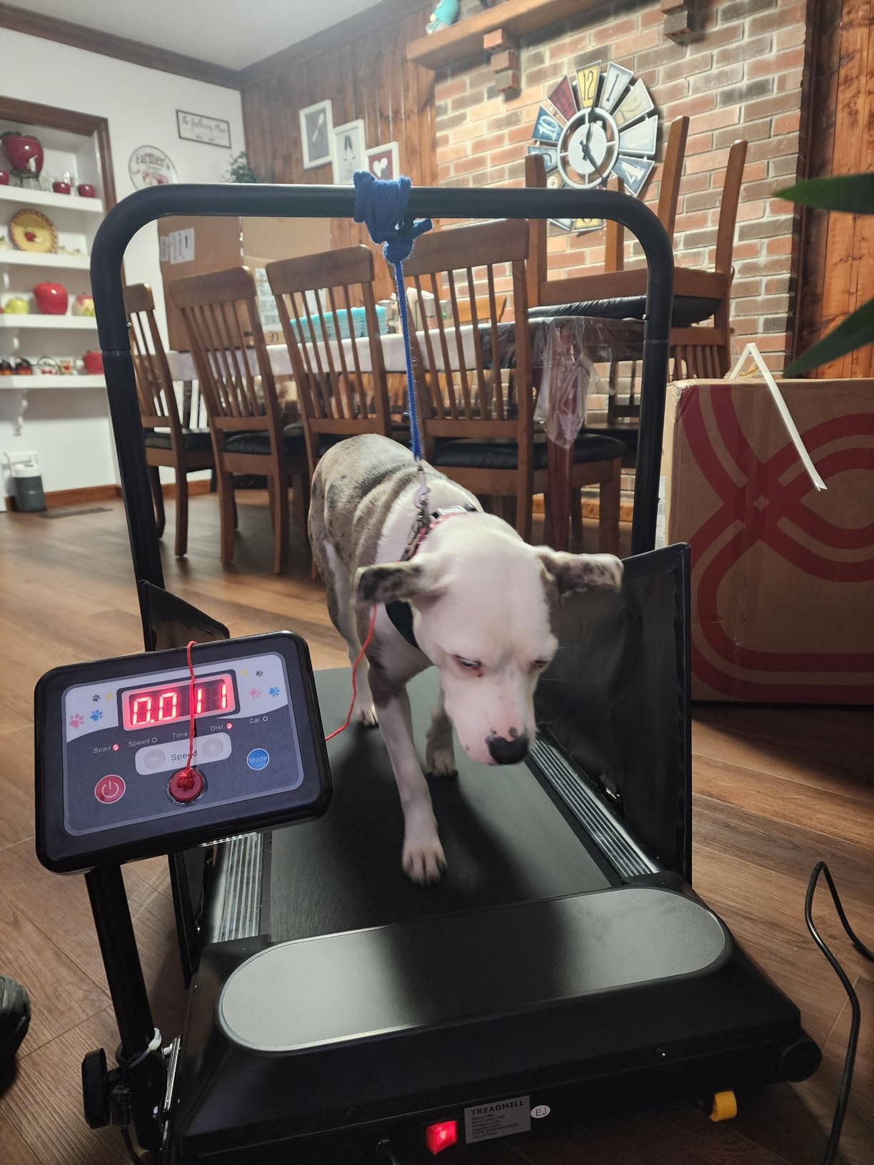 Petbobi Dog Treadmill for Small & Medium Dogs - Quiet Indoor Pet Exercise Machine with 360° Rotatable Display, Remote Control & Wheels, Heavy-Duty 265 lbs Capacity for Fitness & Weight Management customer photo 1