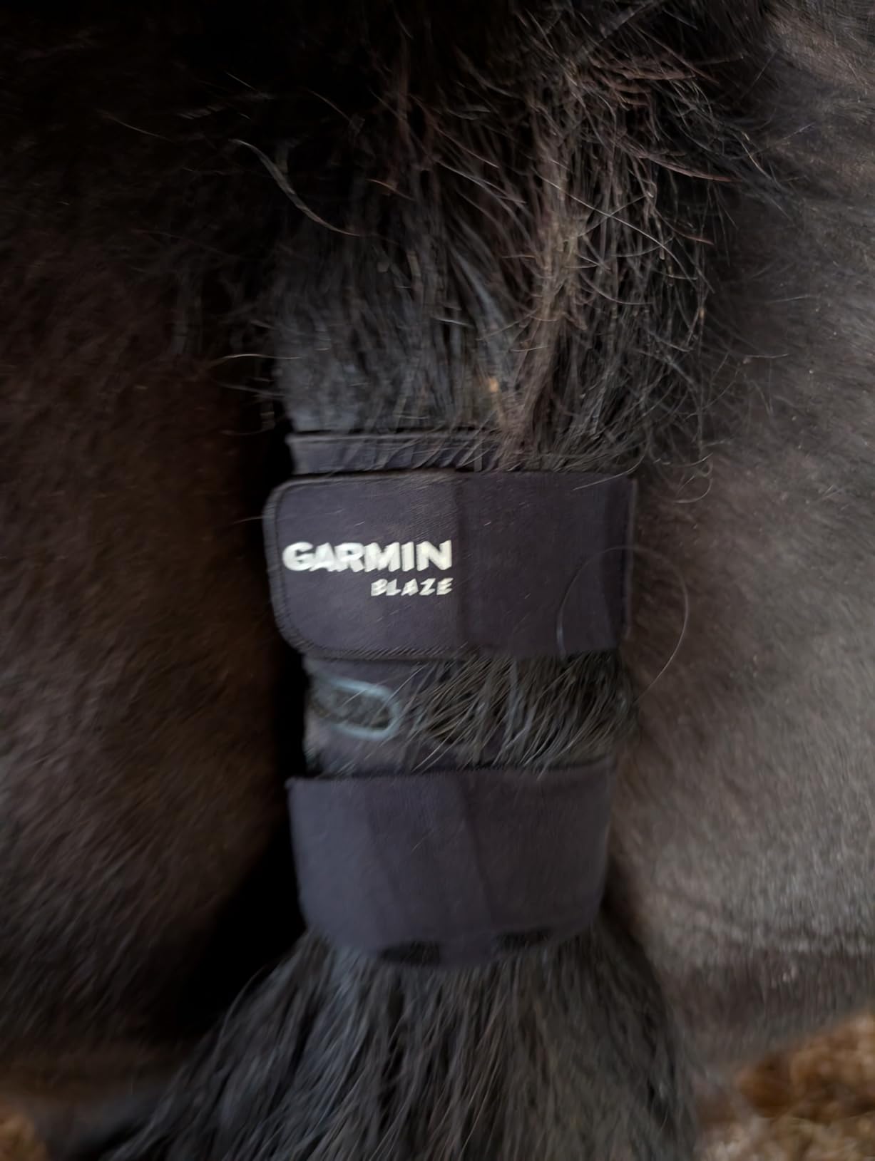 Garmin Blaze Equine Wellness System, Easy-to-Use Tail Wrap and Sensor, Health & Wellness Insights customer photo 2