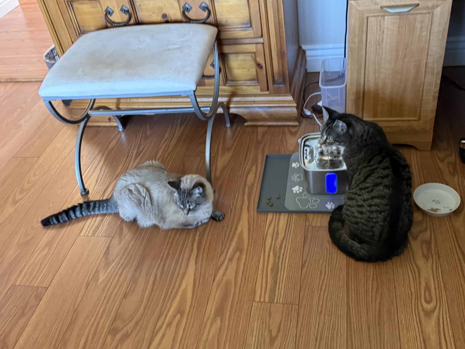 Veken Innovation Award Winner Stainless Steel Cat Water Fountain, 108oz/3.2L Automatic Pet Fountain Dog Water Dispenser with 3 Replacement Filters & Silicone Mat, Gifts for Cats, Dogs (Silver) customer photo 2