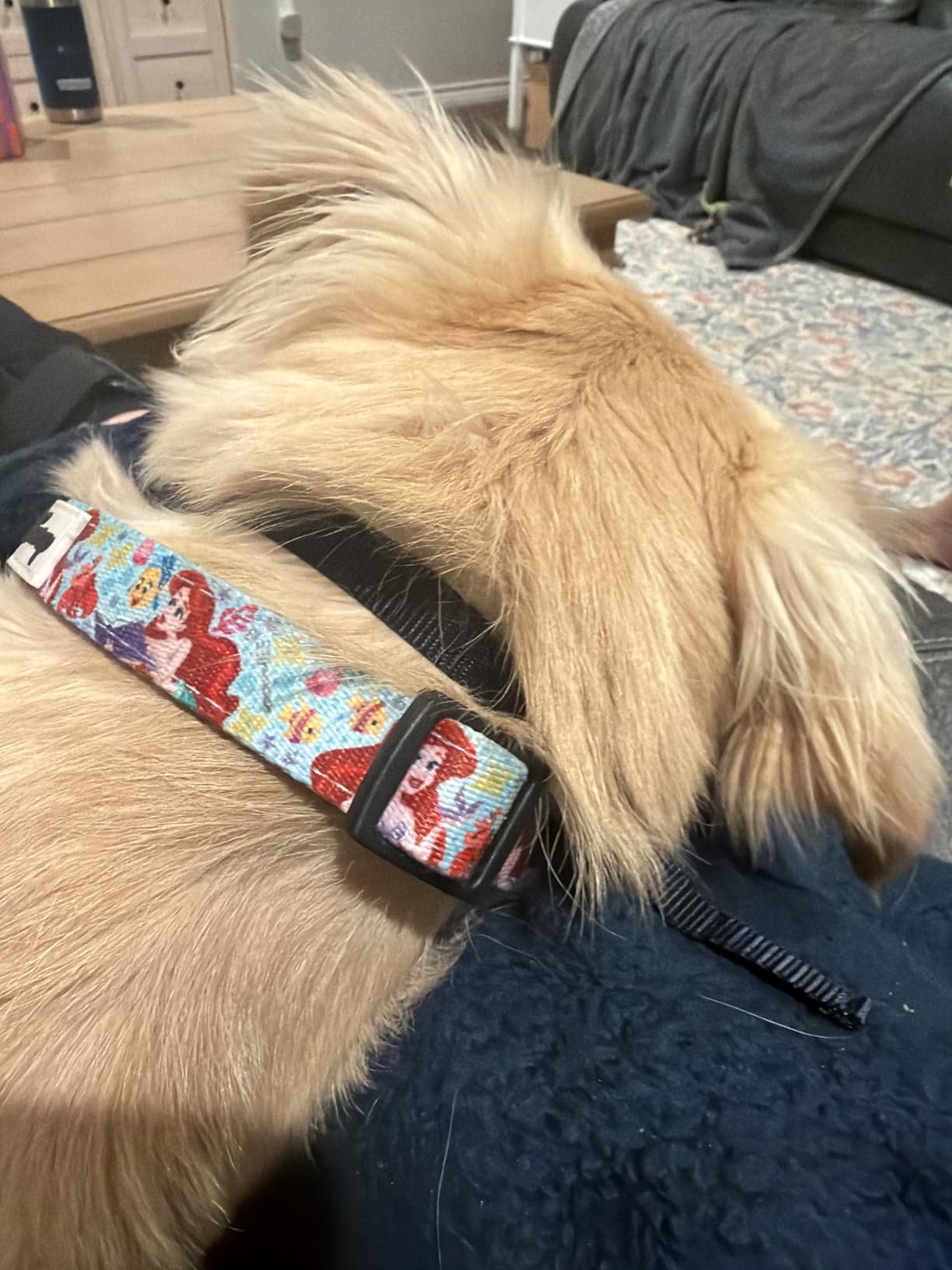 PetSafe NanoBark 2.0 Bark Collar for Small Dogs - Lightweight, Adjustable Dog Collar - Smart Bark Detection - Auto-Adjusting Static Correction - Waterproof & Rechargeable - 4-15