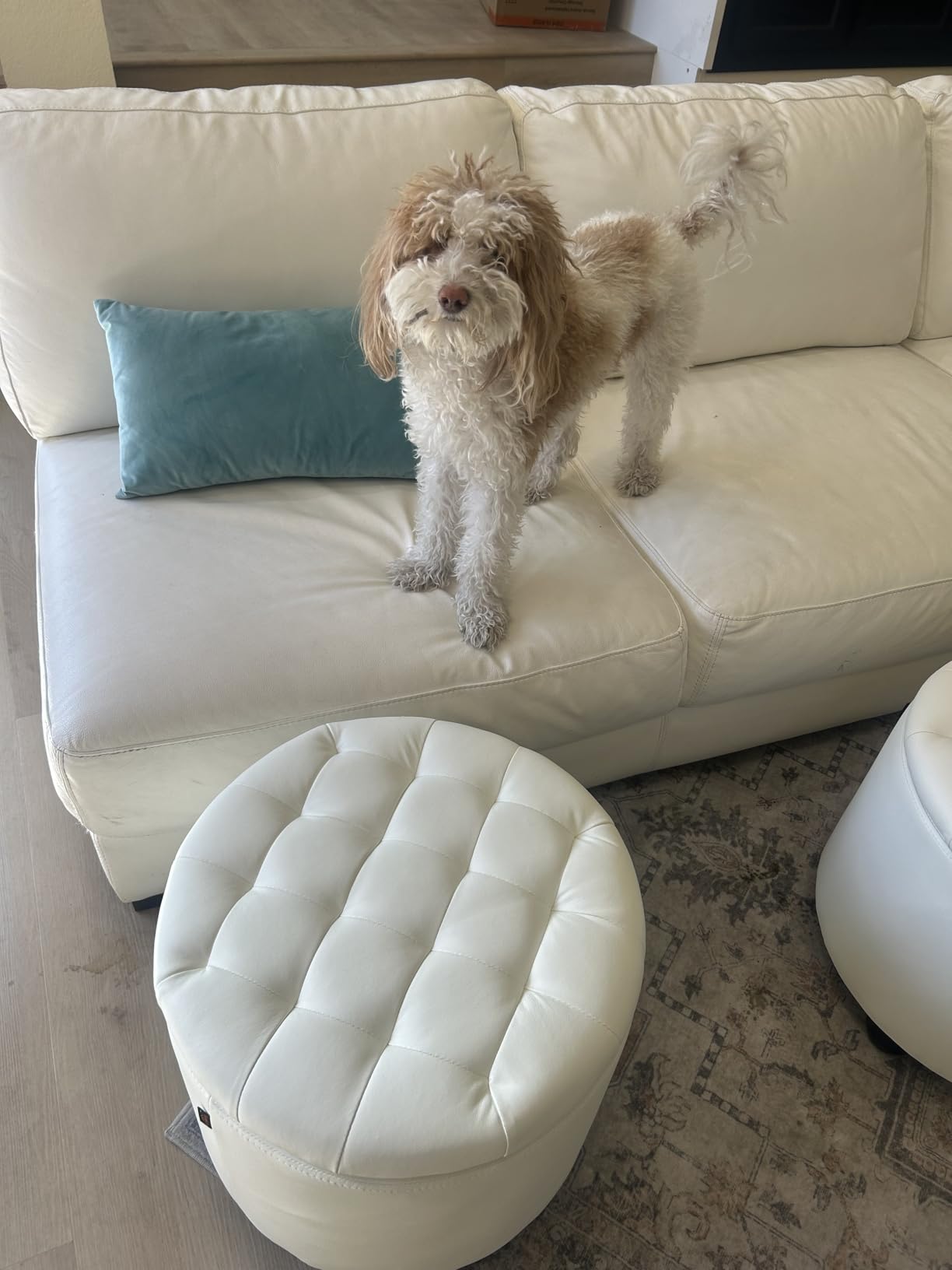 Furniliving Modern Round Storage Ottoman with Wheels,Button Tufted Ottoman Footstool Ottomans with Removable Lid Storage Stool for Living Room, Bedroom, Makeup Room, Faux Fur, White customer photo 1