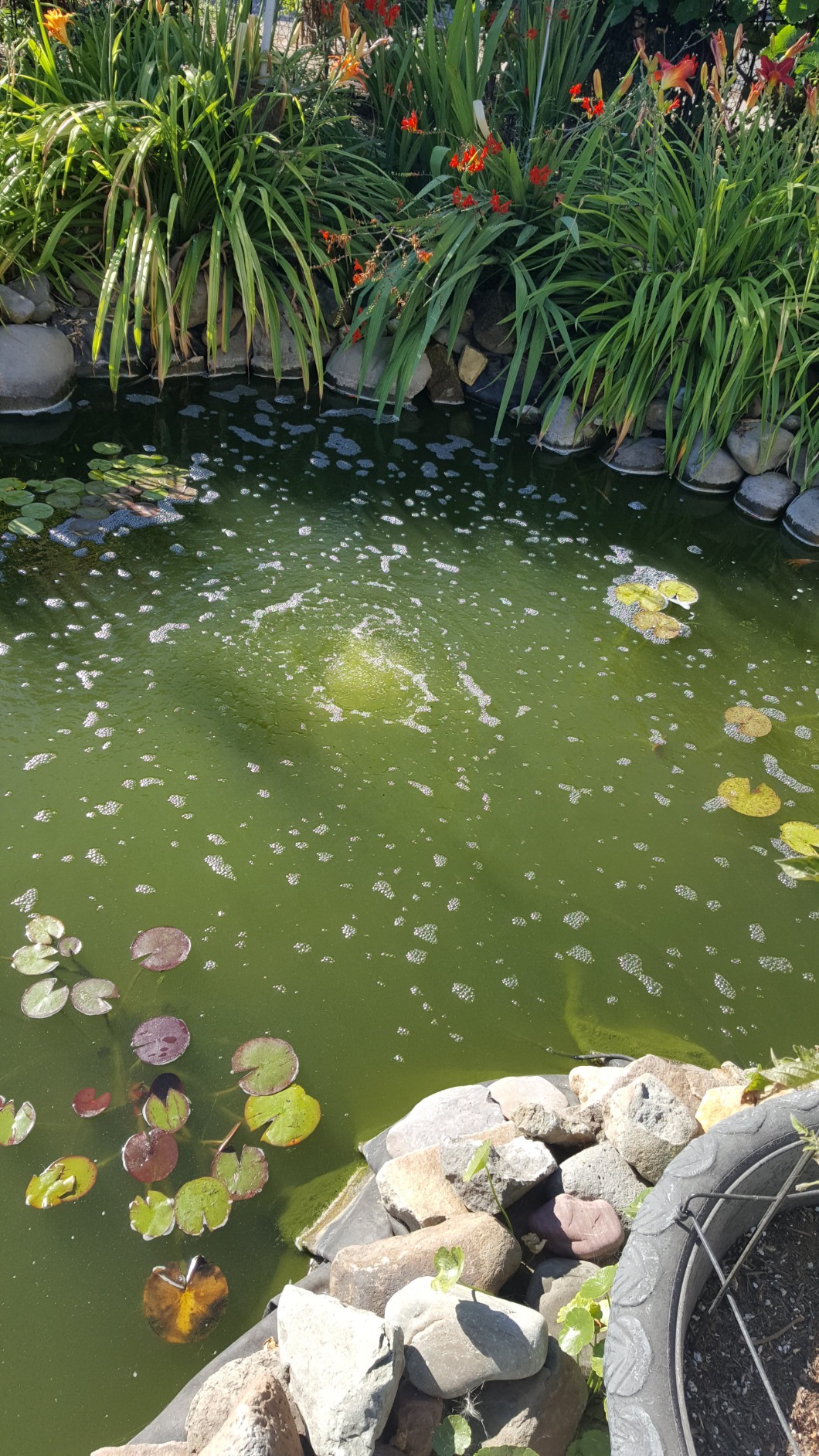 CrystalClear KoiAir 1, Complete Pond Aeration Kit customer photo 1