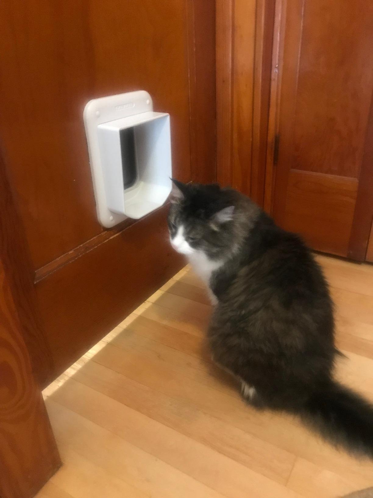 Cat Mate Microchip Activated Cat Flap (360) - ISO and AVID Compatible, Door for Entry Control of up to 30 Cats or Small Dogs customer photo 1