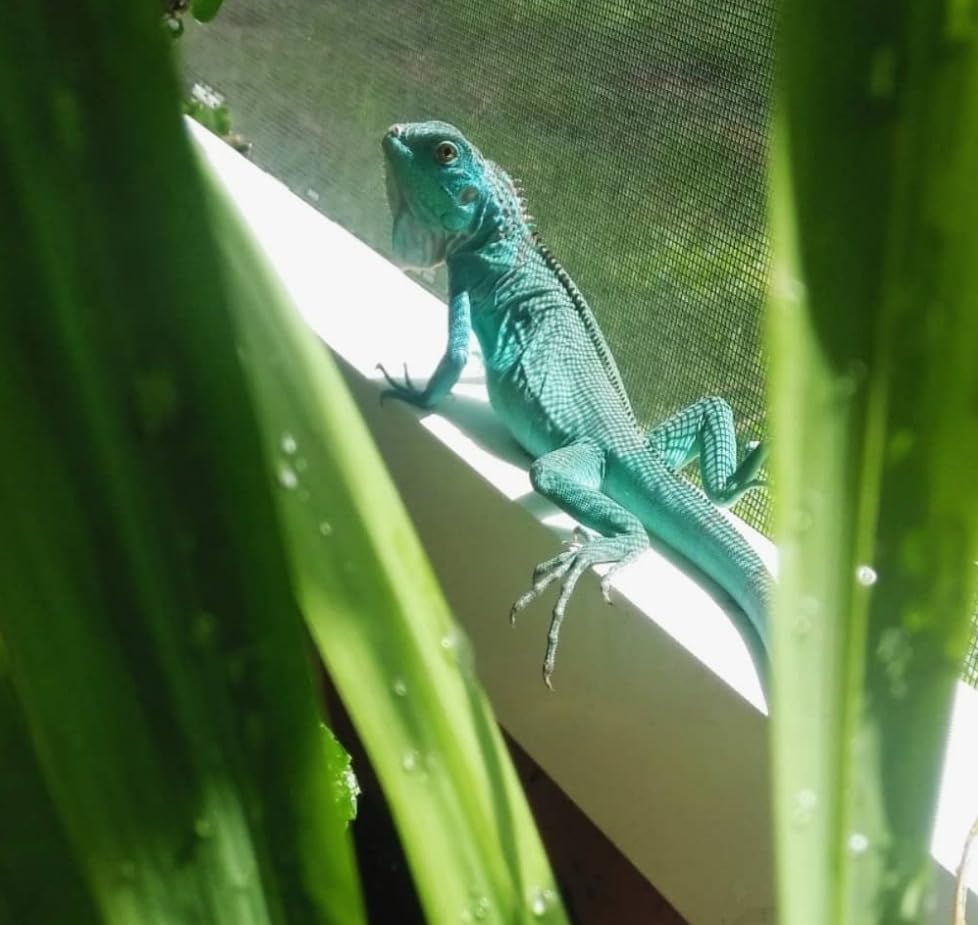 Mega-Ray Mercury Vapor UV Light Bulb/Lamp for Reptile and Amphibian Use, 160 Watts customer photo 3