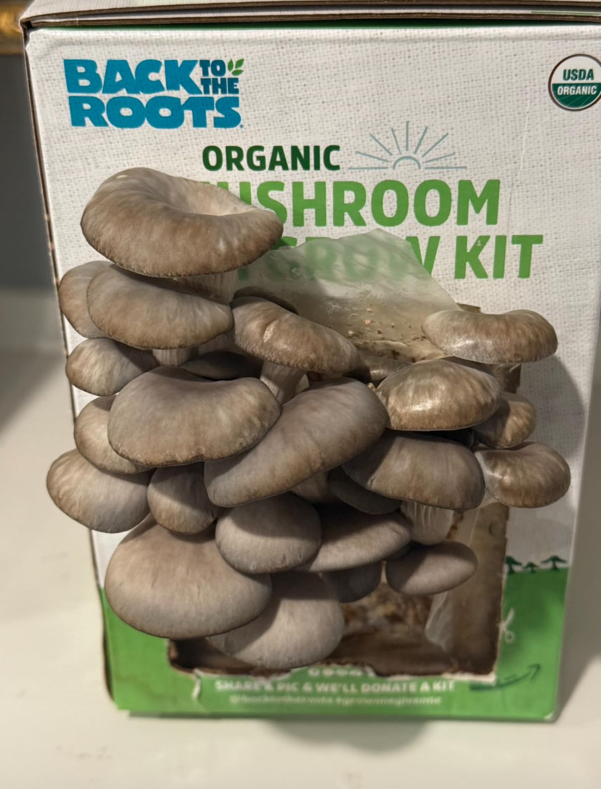 Back to the Roots Organic Mini Mushroom Grow Kit, Harvest Gourmet Oyster Mushrooms In 10 days, Top Gardening Gift, Holiday Gift, & Unique Gift customer photo 1