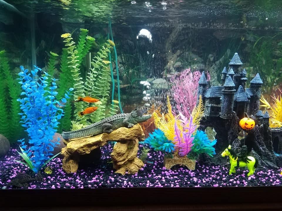 Marineland Magniflow Canister Filter for Aquariums, Fast Maintenance customer photo 2