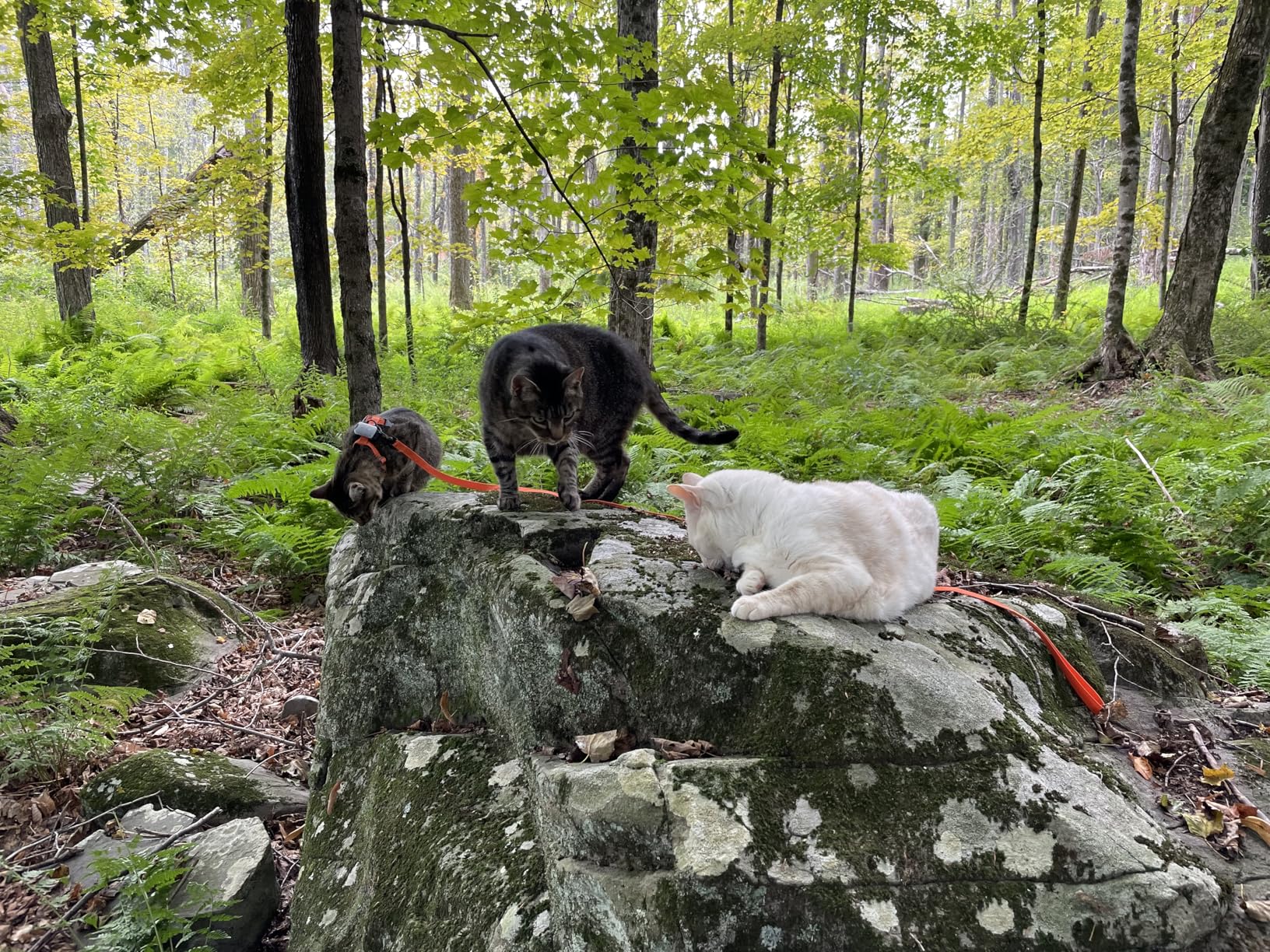 Pro-Track-tor - Ultra-Lightweight Cat Finder (ONLY 0.28oz) - No Monthly Fees - 1600ft Range RF Tracker - Works Where GPS Fails - Find Hidden Cats Anywhere customer photo 1
