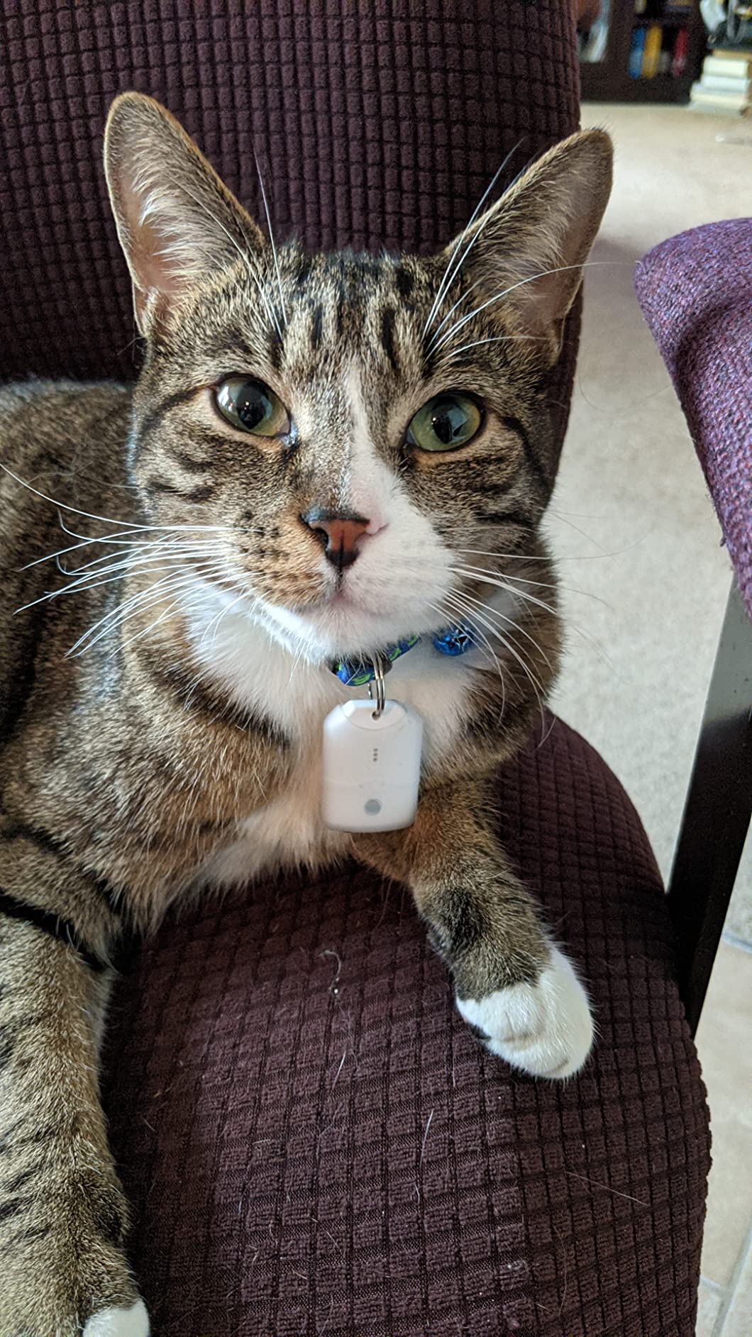 Pro-Track-tor - Ultra-Lightweight Cat Finder (ONLY 0.28oz) - No Monthly Fees - 1600ft Range RF Tracker - Works Where GPS Fails - Find Hidden Cats Anywhere customer photo 2