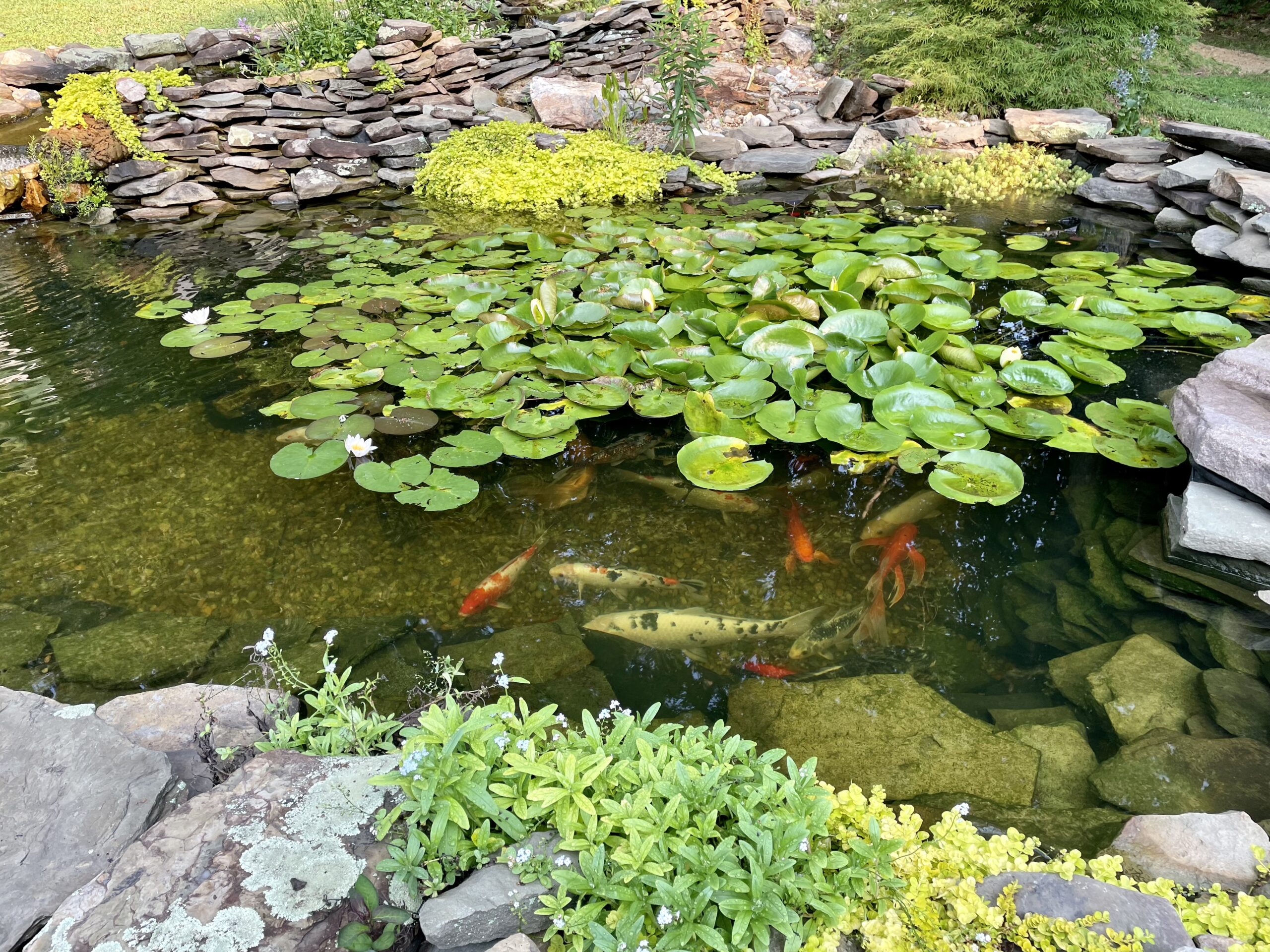 Aquatic Experts 1.5