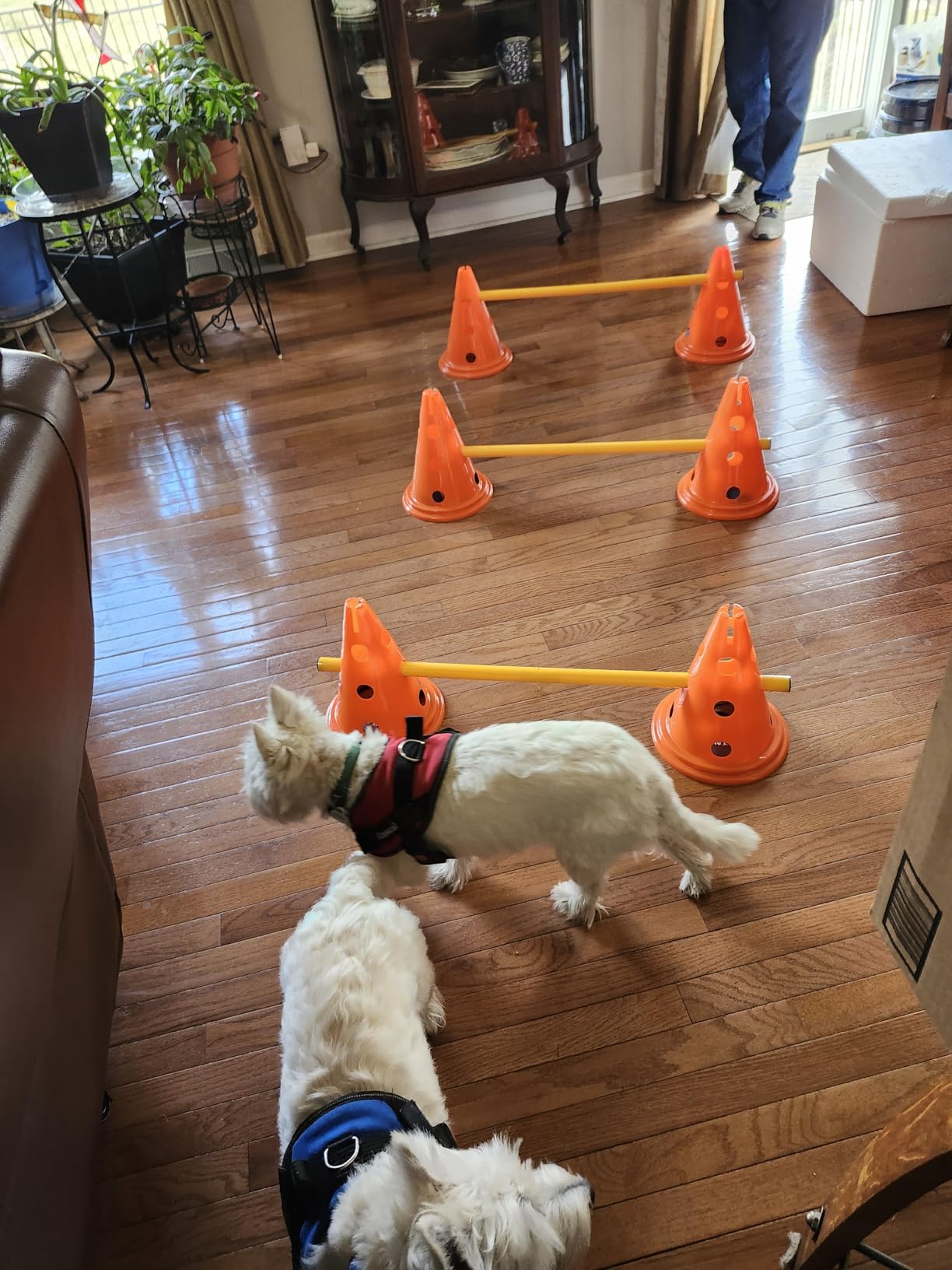 TRIXIE Dog Agility Hurdle Cone Set - Dog Agility Set with Height Adjustable Crossbar for Beginners & Advanced, Dog Agility Equipment for Dog Obstacle Courses - 6 x Cones, 3 x Agility Rods customer photo 2
