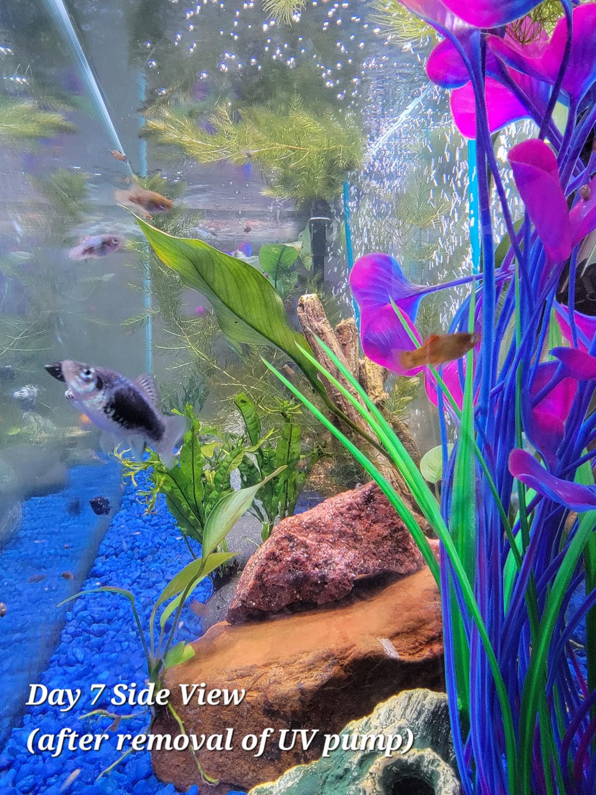 Internal Green Water Killer Aquarium Filter Tank U-V Pump customer photo 2