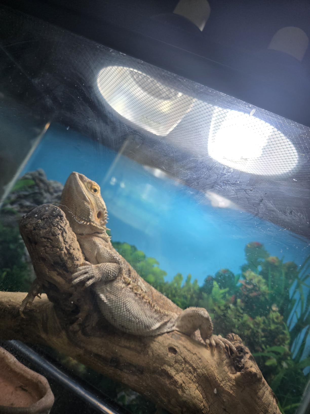 LUCKY HERP UVA UVB Reptile Light 10.0, Desert UVB 150 Compact Fluorescent Lamp, 23W customer photo 3