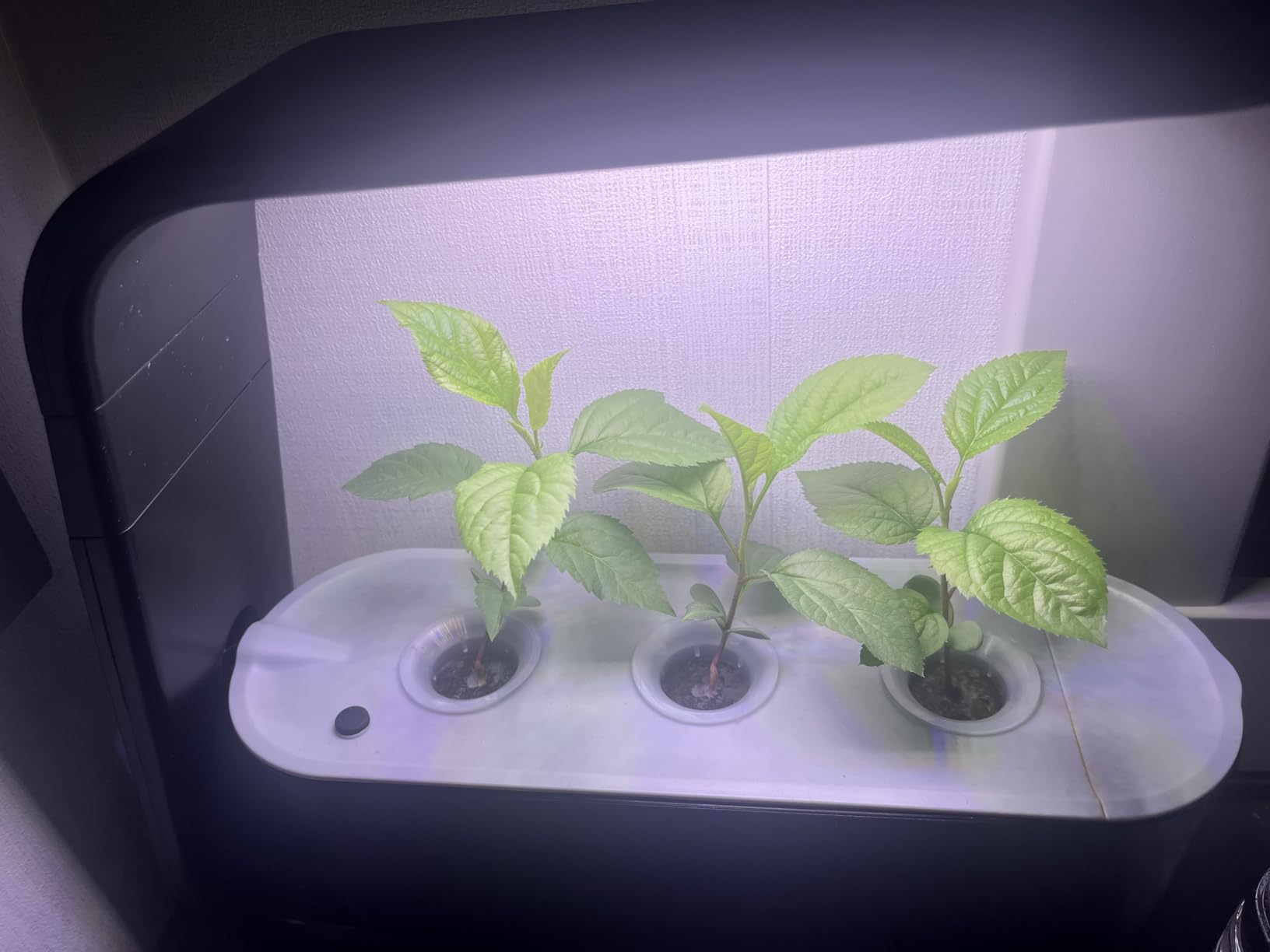 Sprout - Indoor Garden with LED Grow Light, Black customer photo 1
