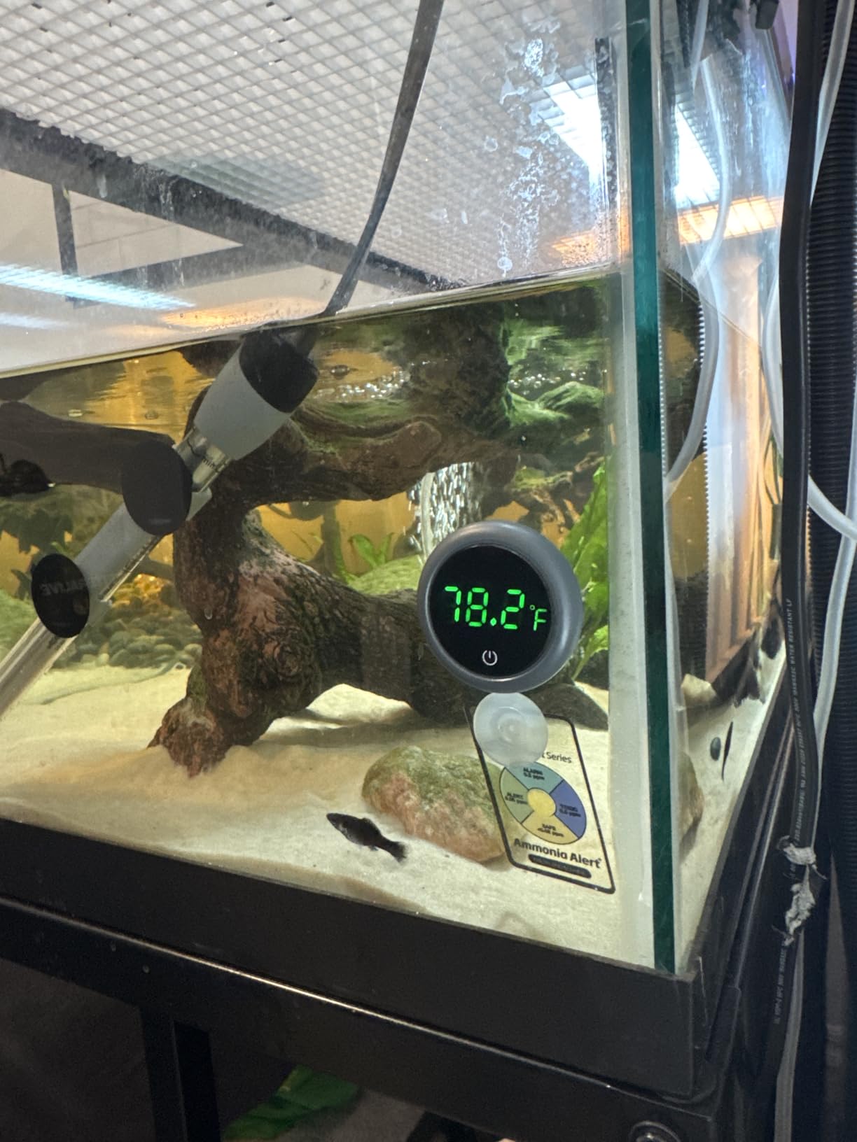 PAIZOO Fish Tank Digital Thermometer Accurate LED Display to ±0.9°F Tank Thermometer Aquarium Temperature Measurement Suitable for Fish, Axolotl, Turtle or Aquatic customer photo 1