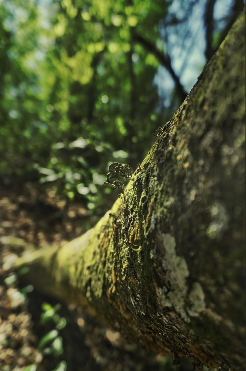 Viltrox 20mm f/2.8 FE, Full Frame AF Prime Wide Angle Lens for Sony E Mount customer photo 1