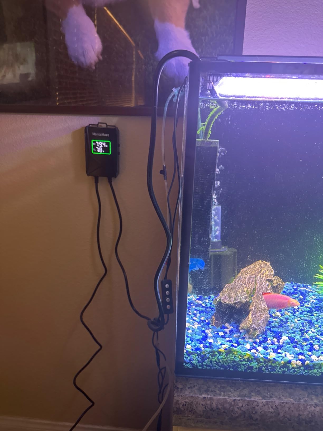 Aquarium Heater 300W/500W/800W/1000W for 20-300 Gal, Fish Tank Heater with Intelligent Leaving Water Automatica Stop Heating and Overheating Protection, for Freshwater & Saltwater customer photo 1
