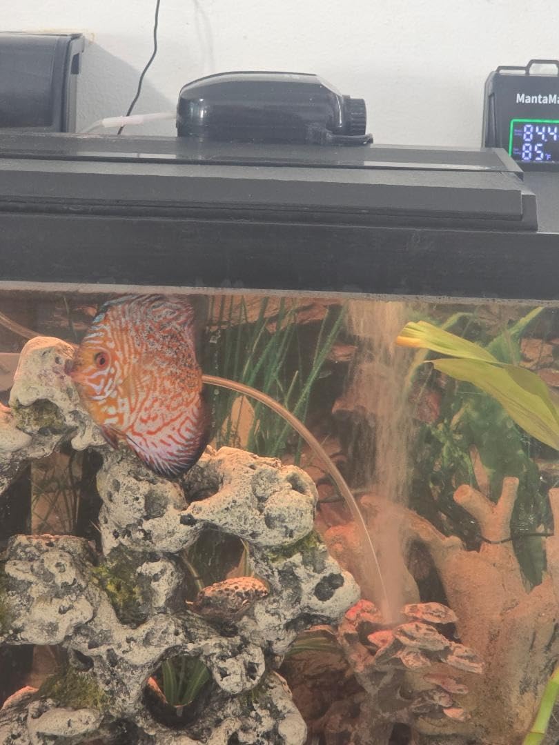 Aquarium Heater 300W/500W/800W/1000W for 20-300 Gal, Fish Tank Heater with Intelligent Leaving Water Automatica Stop Heating and Overheating Protection, for Freshwater & Saltwater customer photo 2