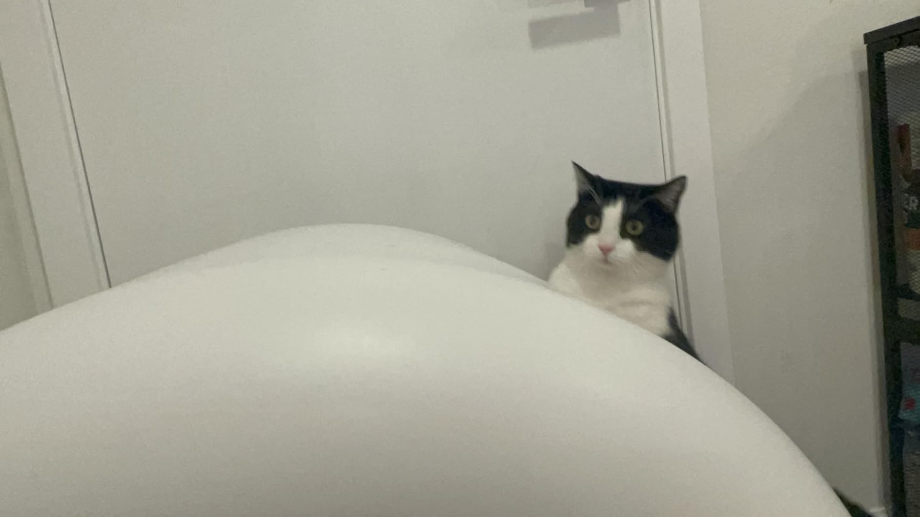 Automatic Cat Litter Box Self Cleaning Litter Box Large Capacity for Multiple Cats, App Control with Safety Sensors, Removable Washable Liner customer photo 2