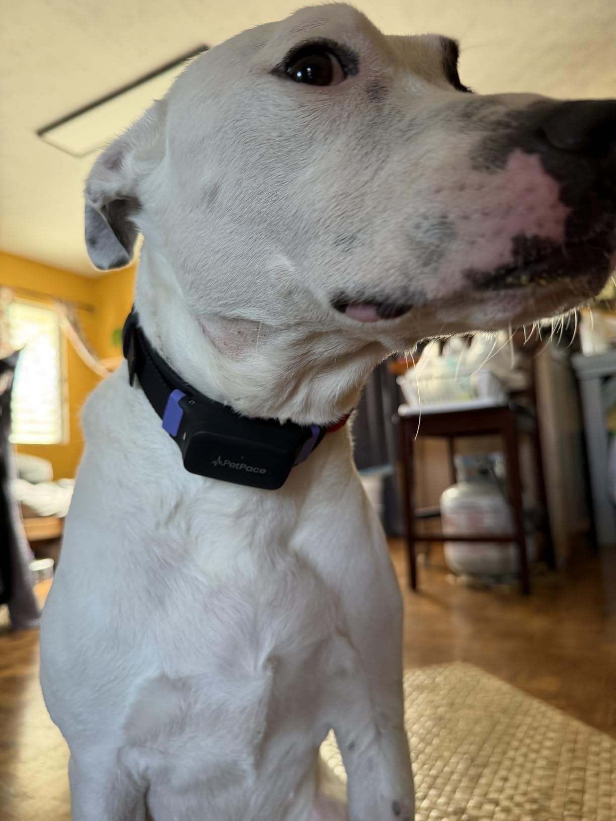 PetPace V3.0 Dog Health Monitor - AI Smart Collar with 24/7 Vital Signs, Pain Detection, GPS Tracking, Telehealth Vet Consultations customer photo 2