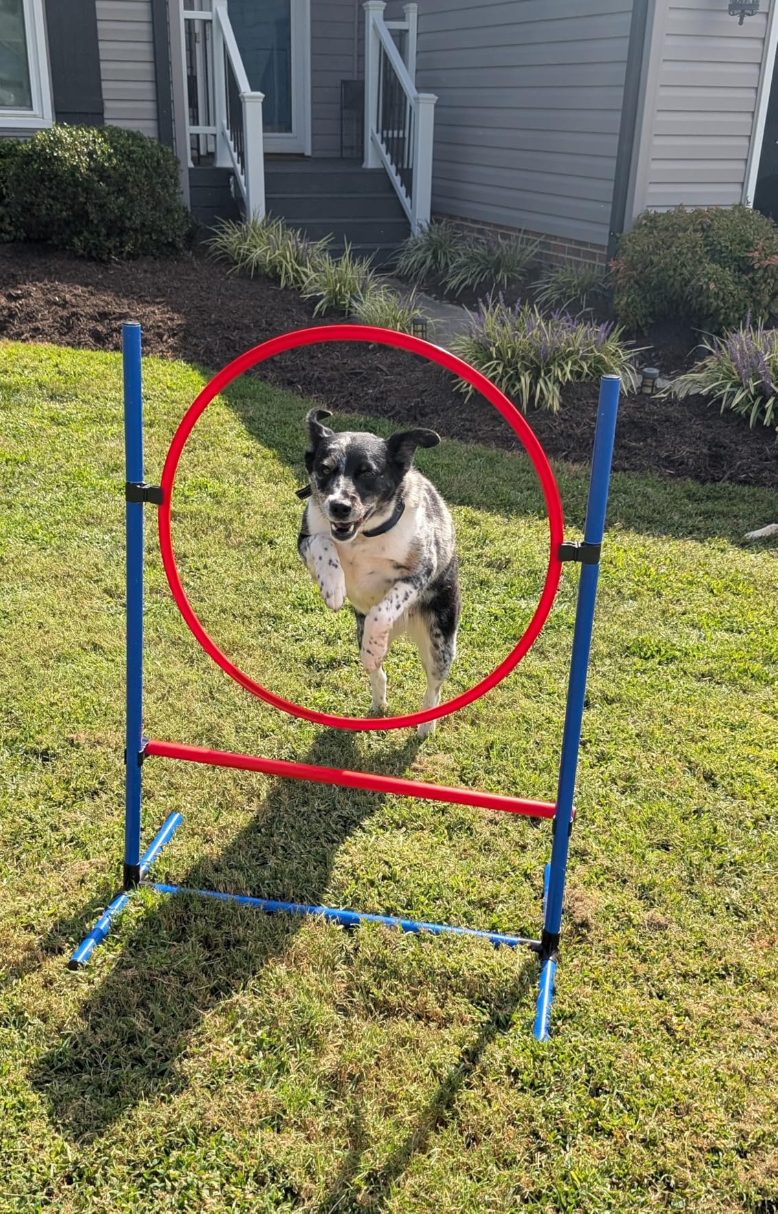 DWVO Dog Agility Accessories Kit: Teaser Pole, 2 Hurdles, 6 Weaving Poles, Agility Tunnel, Pause Box customer photo 1