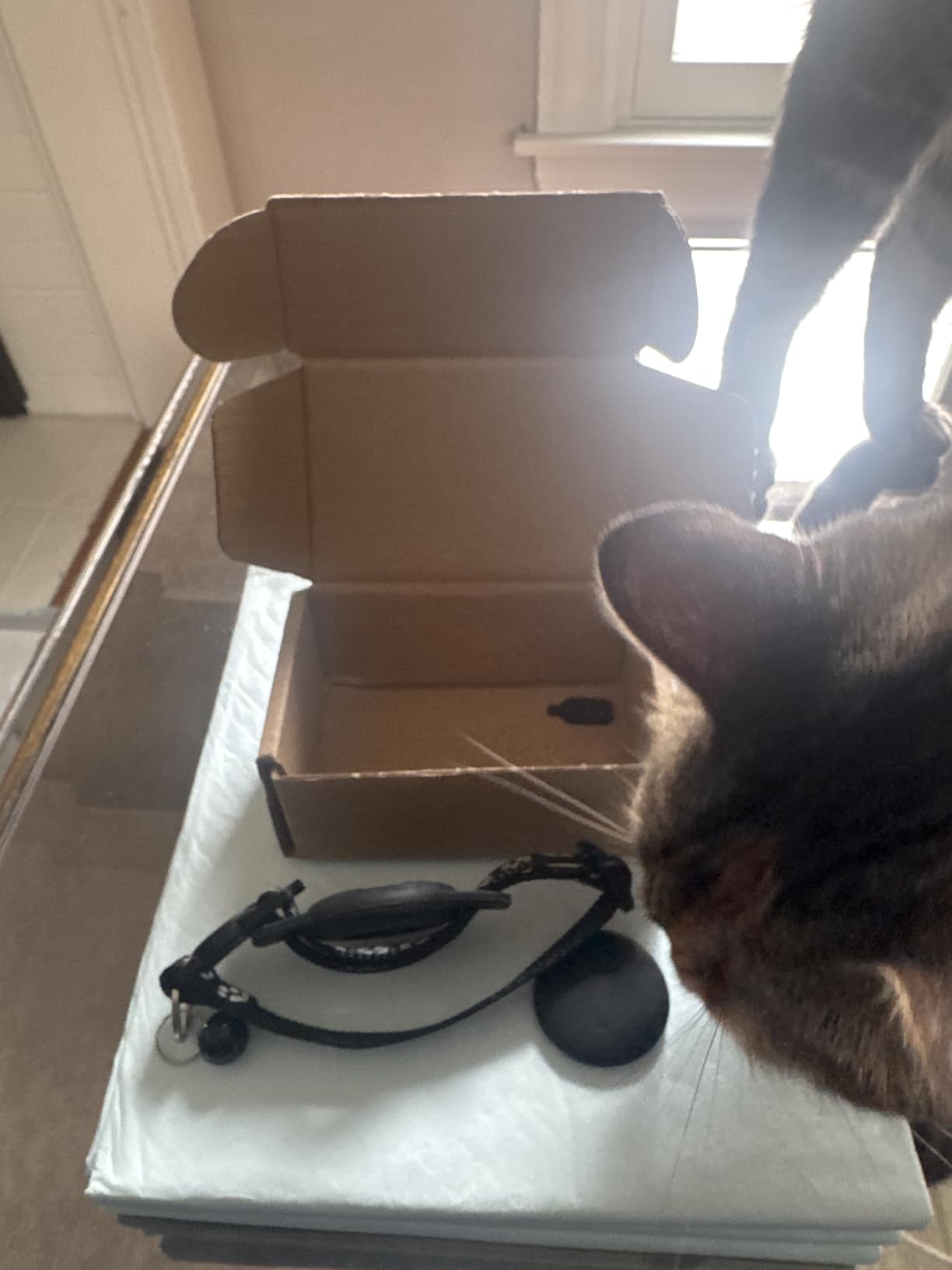 Cat Tracker GPS Collar for Cats Electronic Pet Locator (Only iOS) Waterproof Compatible with Apple Find My No Monthly Fee Ideal for Small to Large Cats customer photo 2